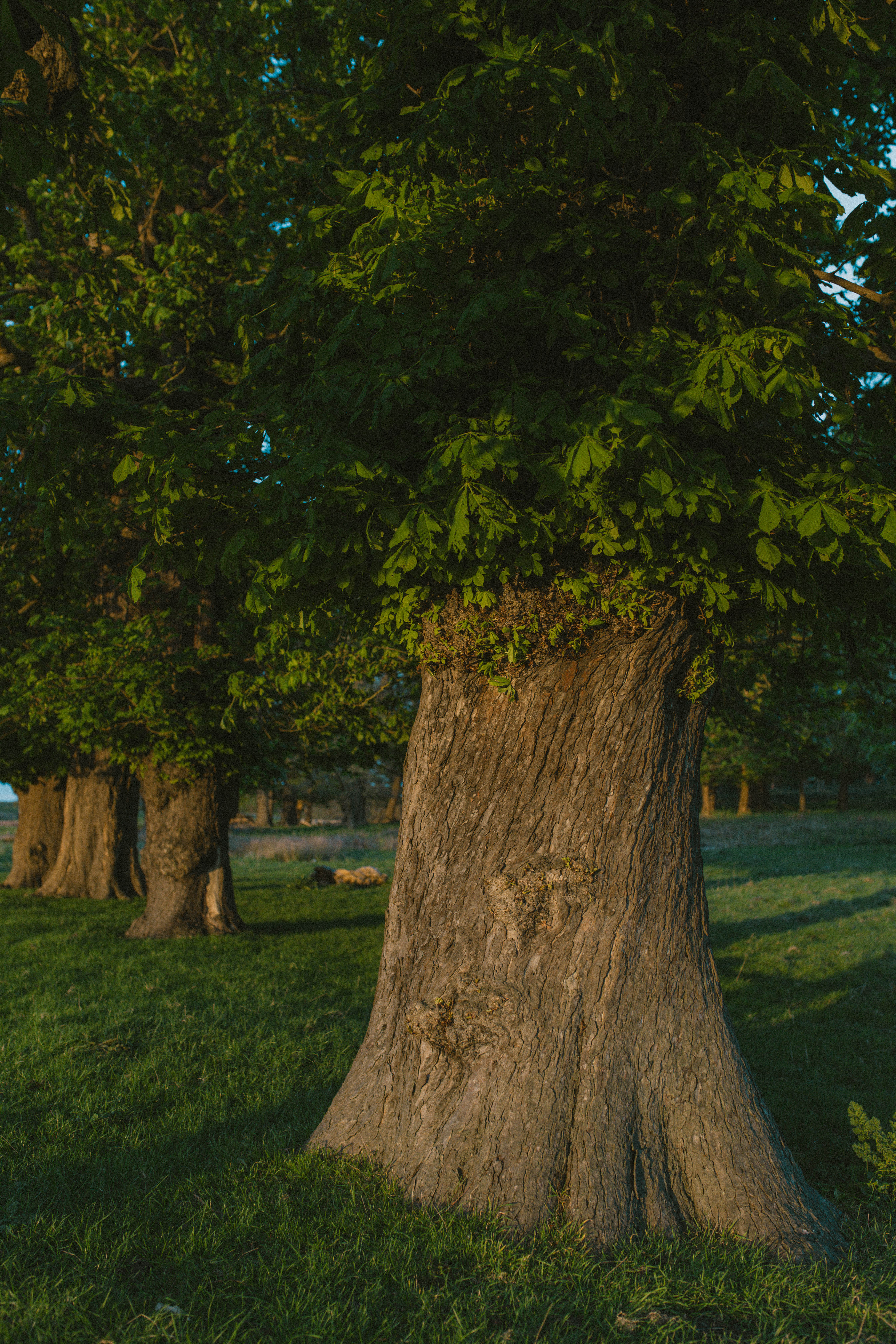 Richmond Park 57