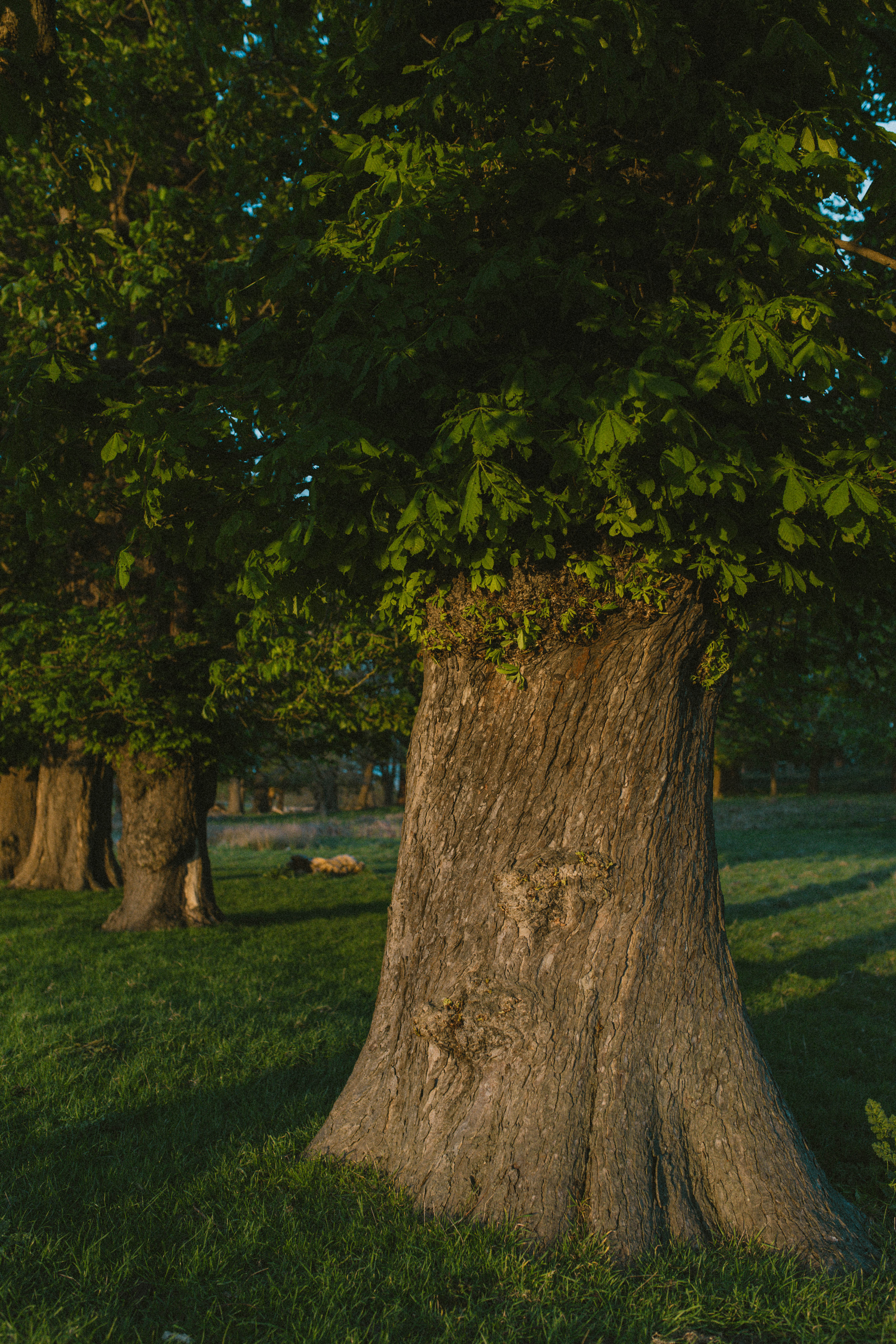 Richmond Park 58