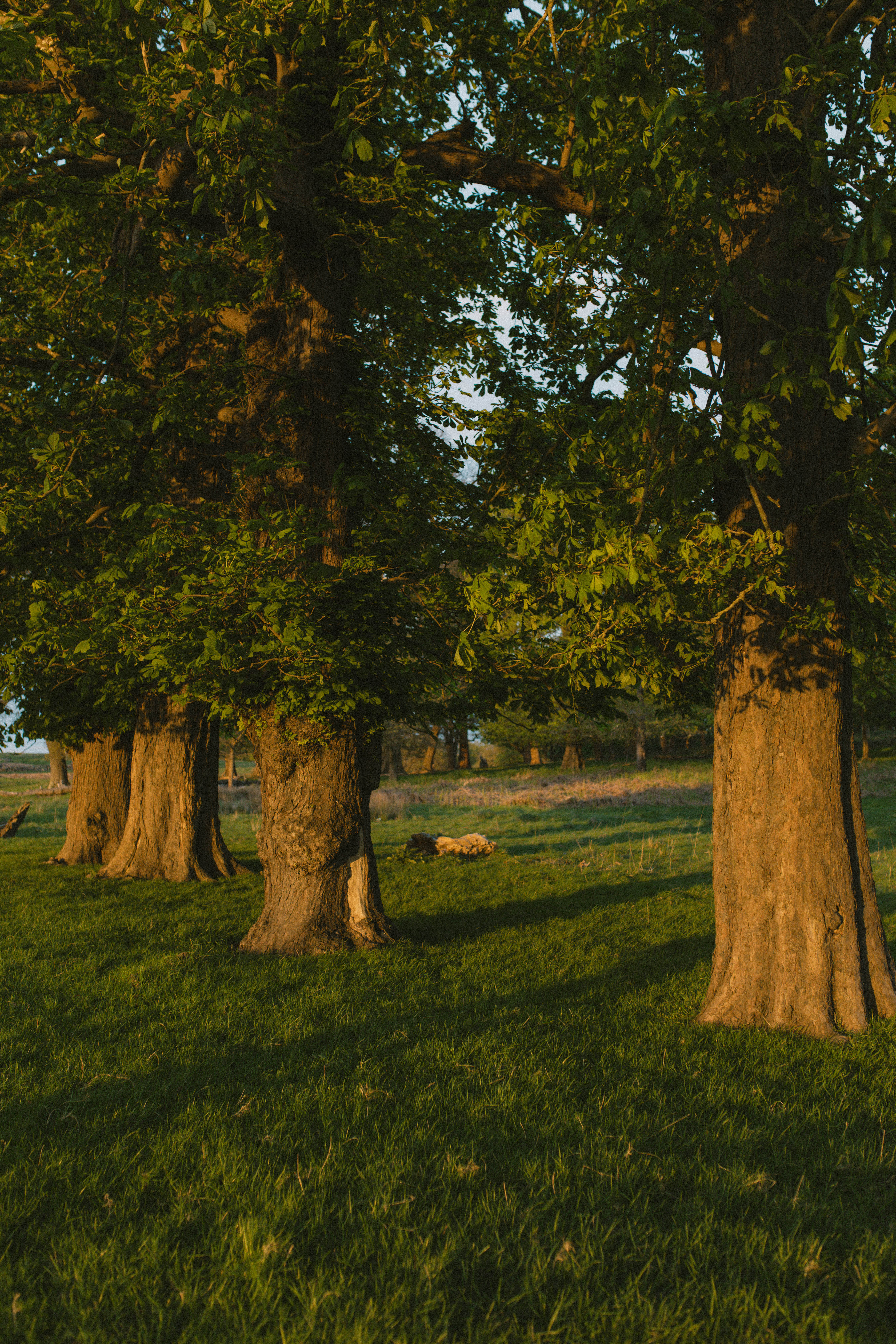 Richmond Park 59
