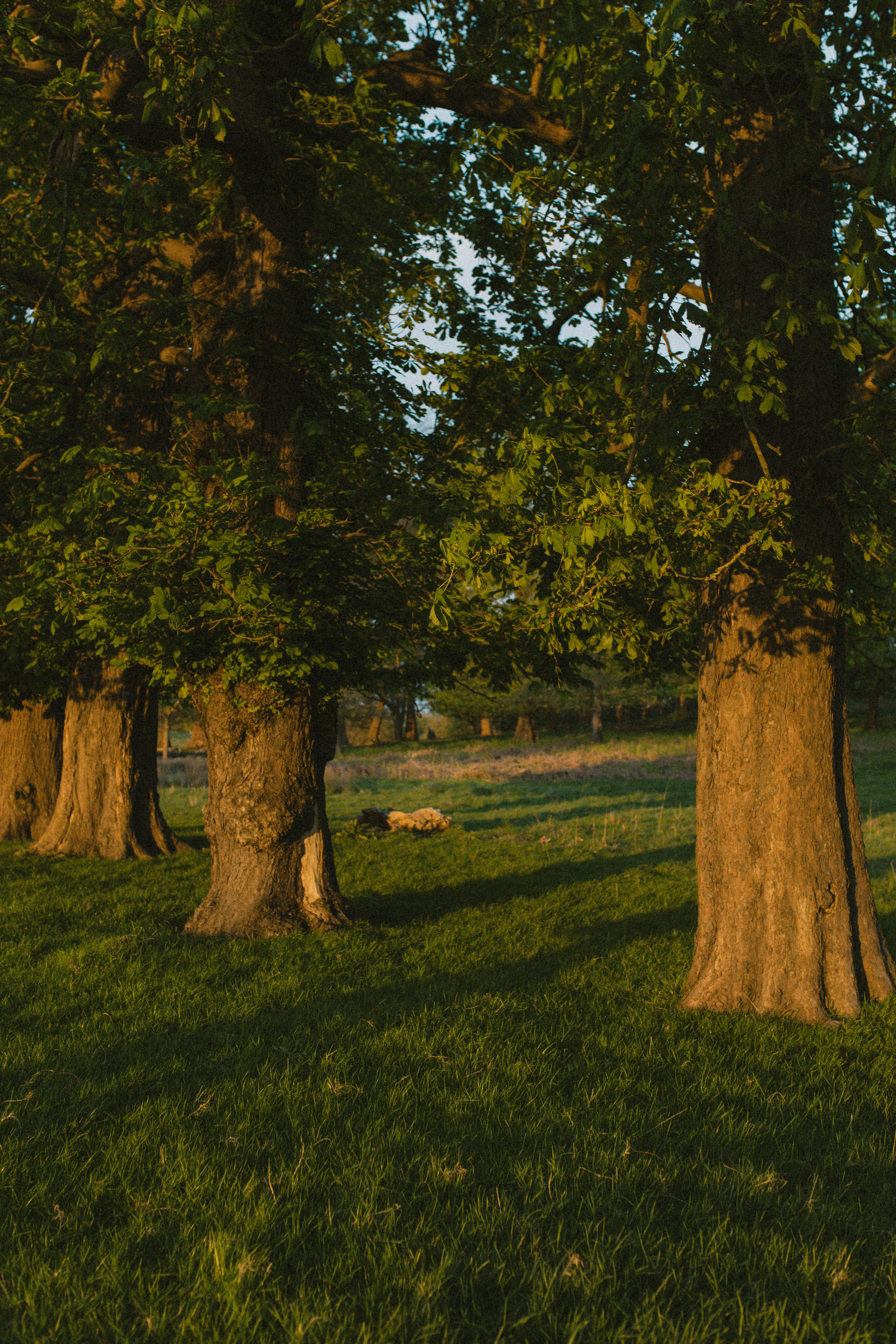 Richmond Park 60