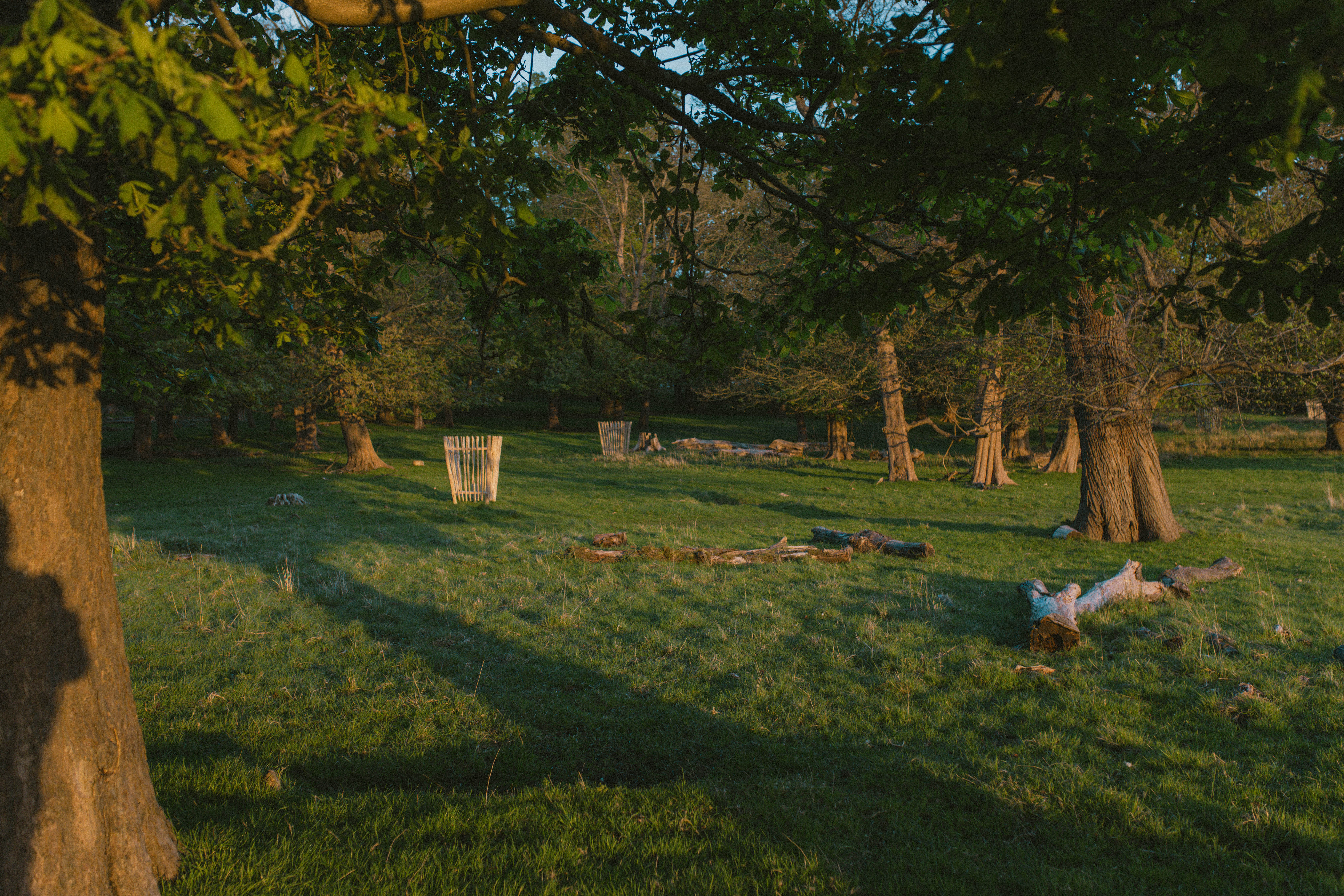 Richmond Park 61