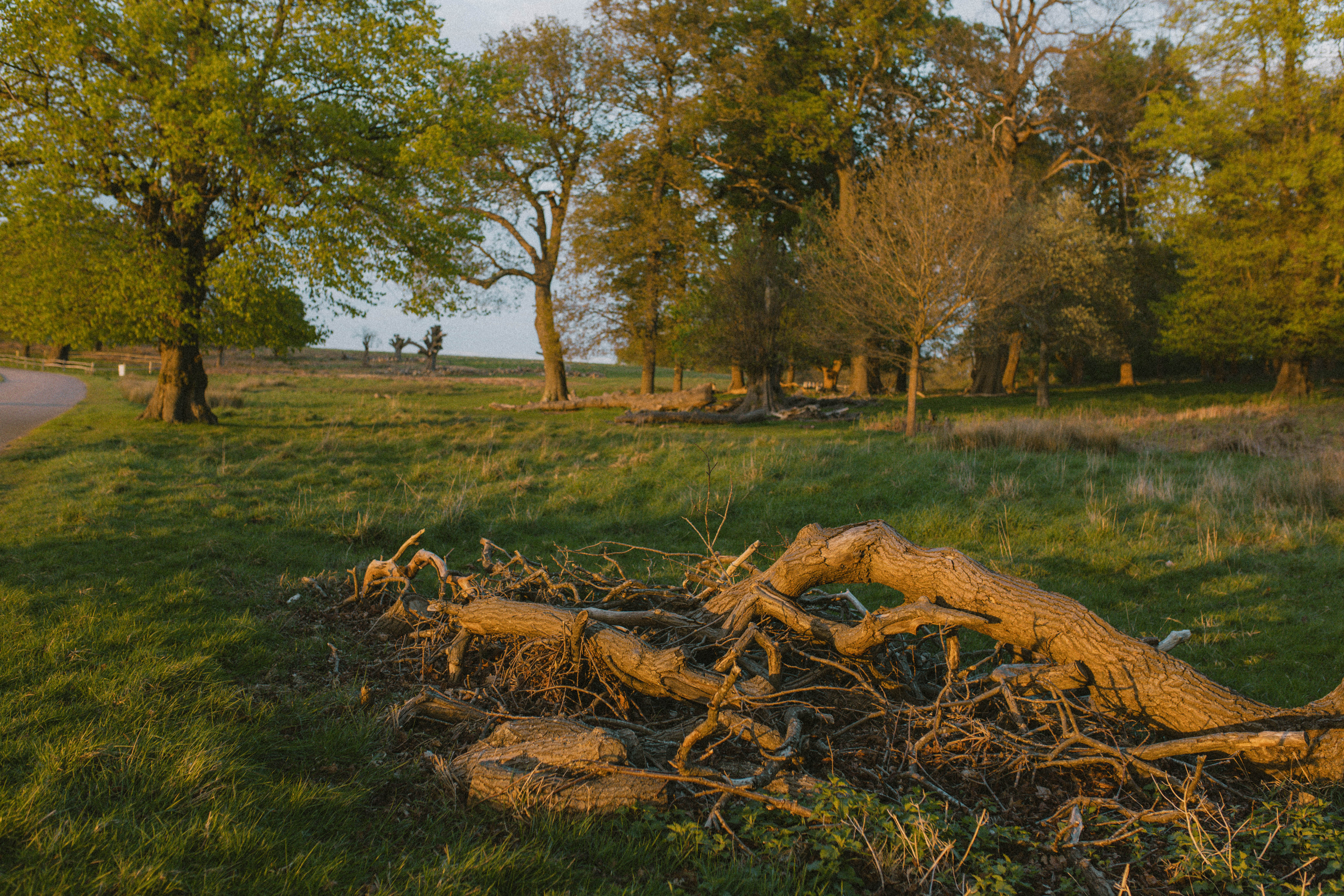 Richmond Park 63