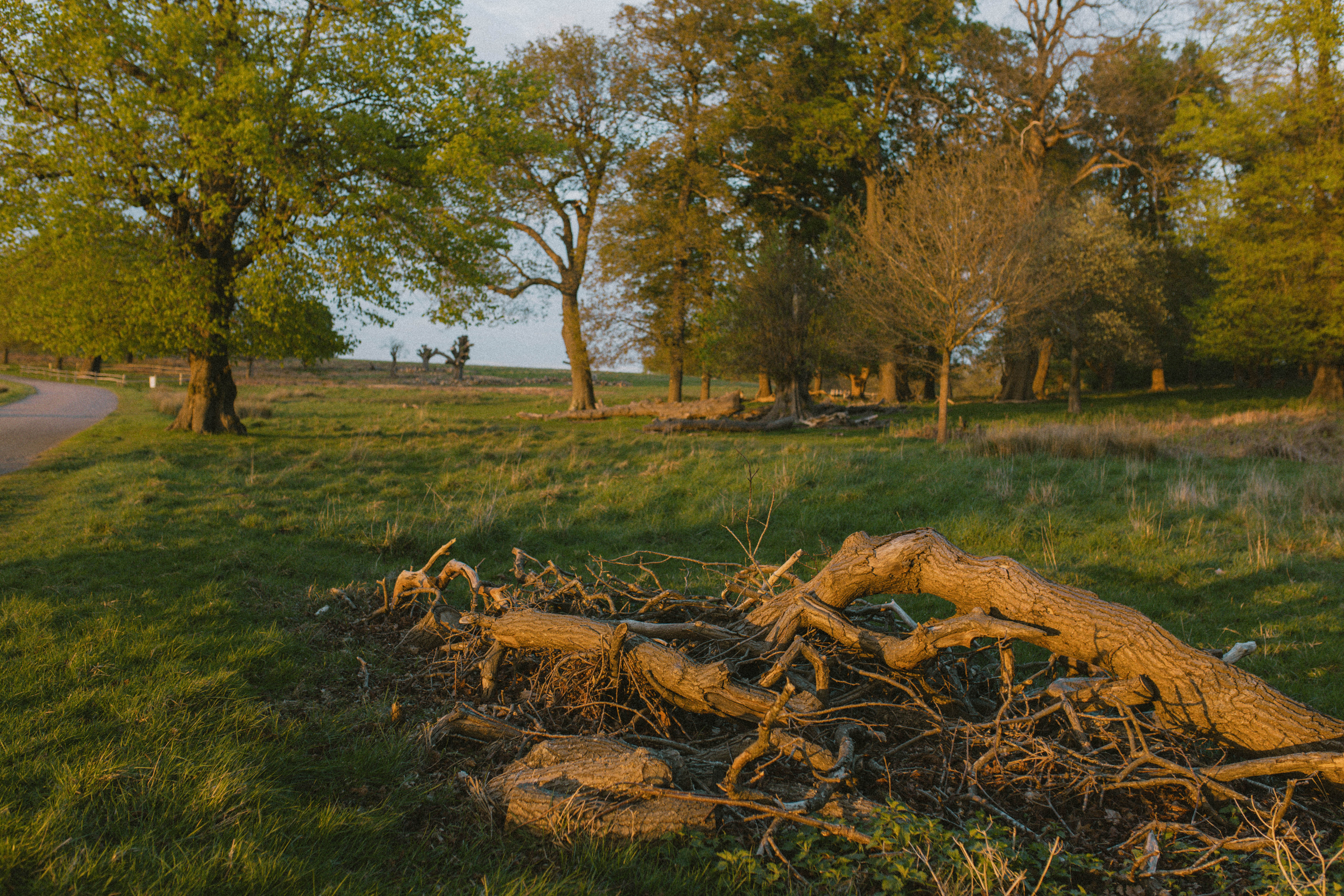 Richmond Park 64