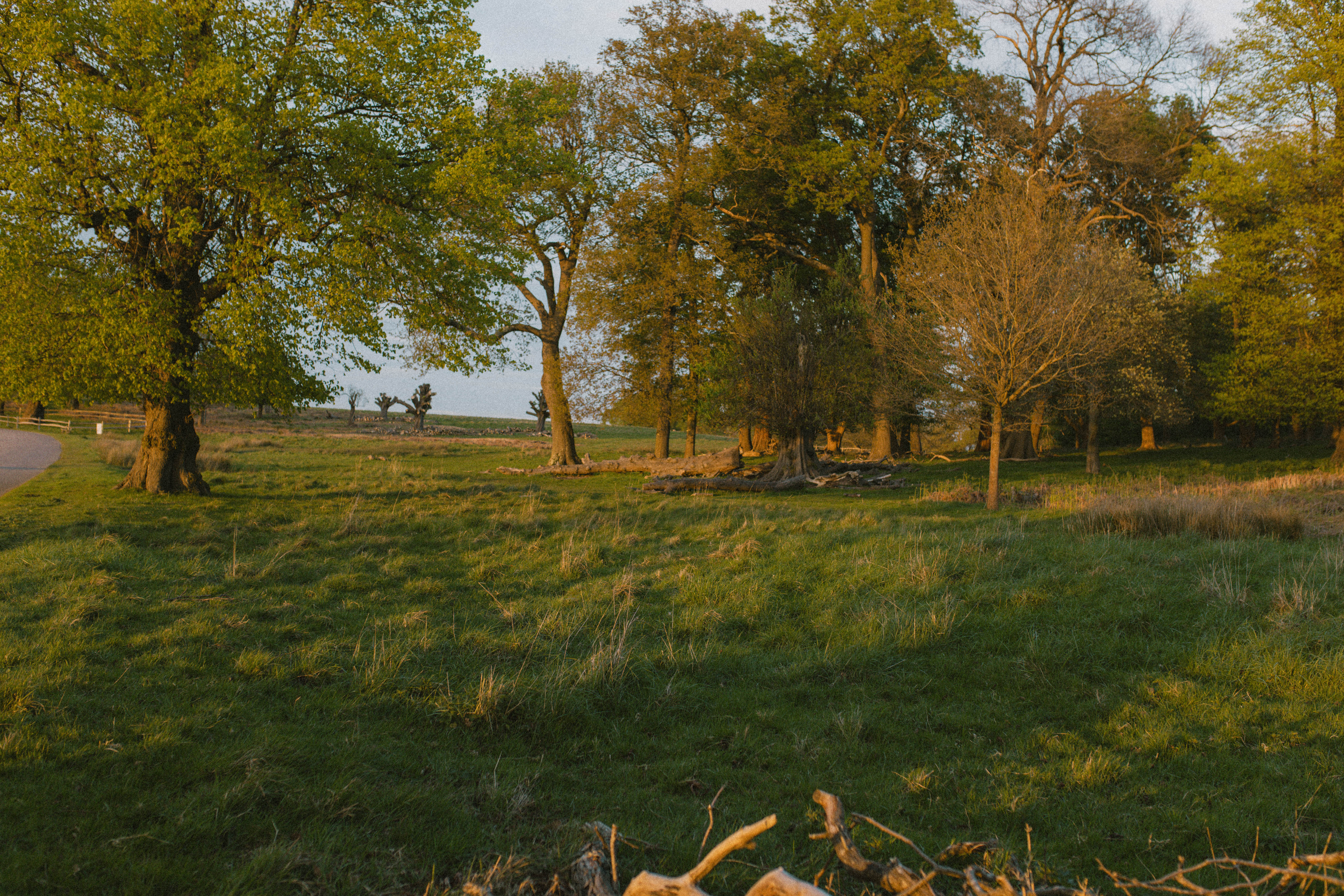 Richmond Park 65