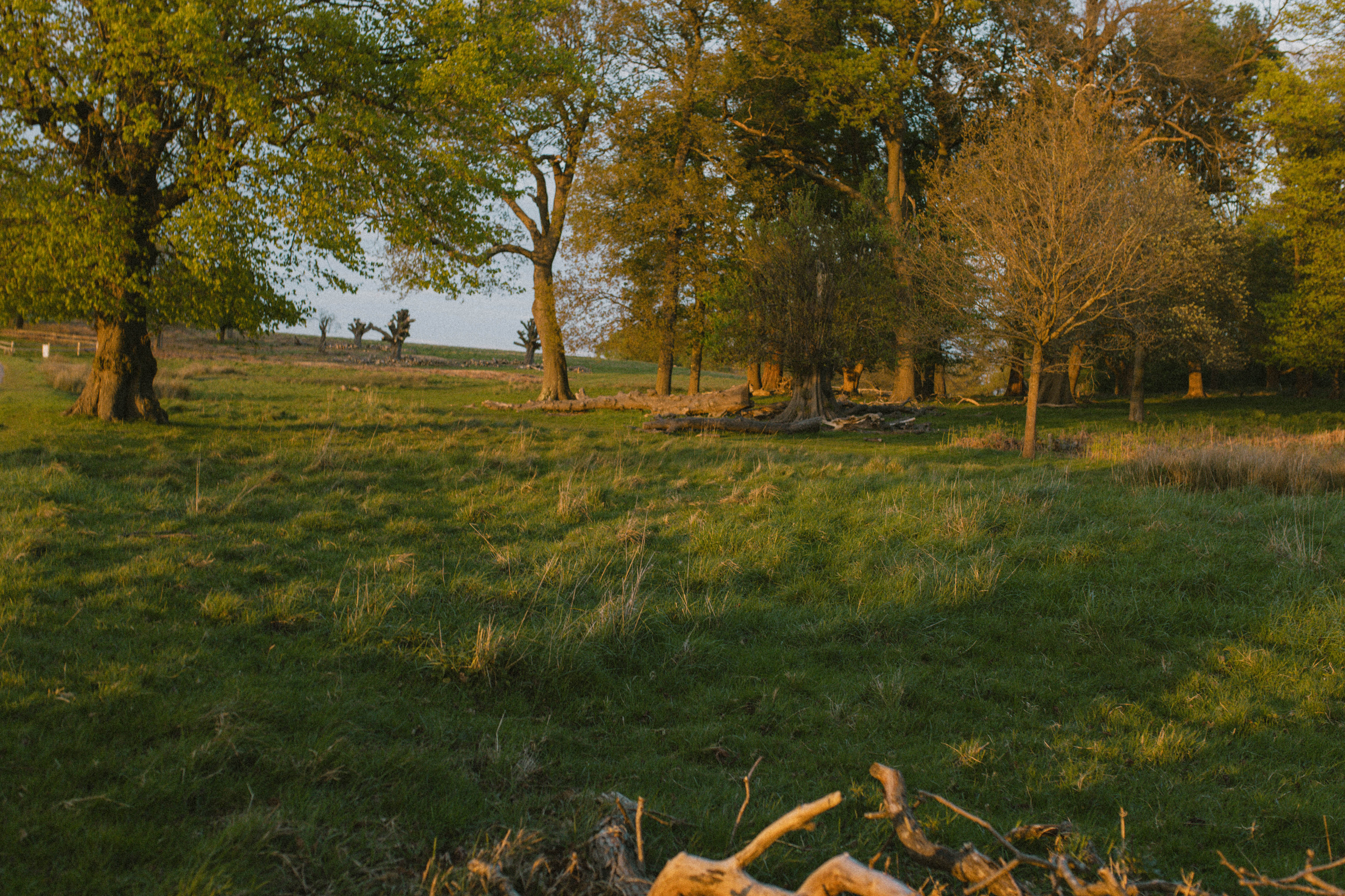 Richmond Park 66