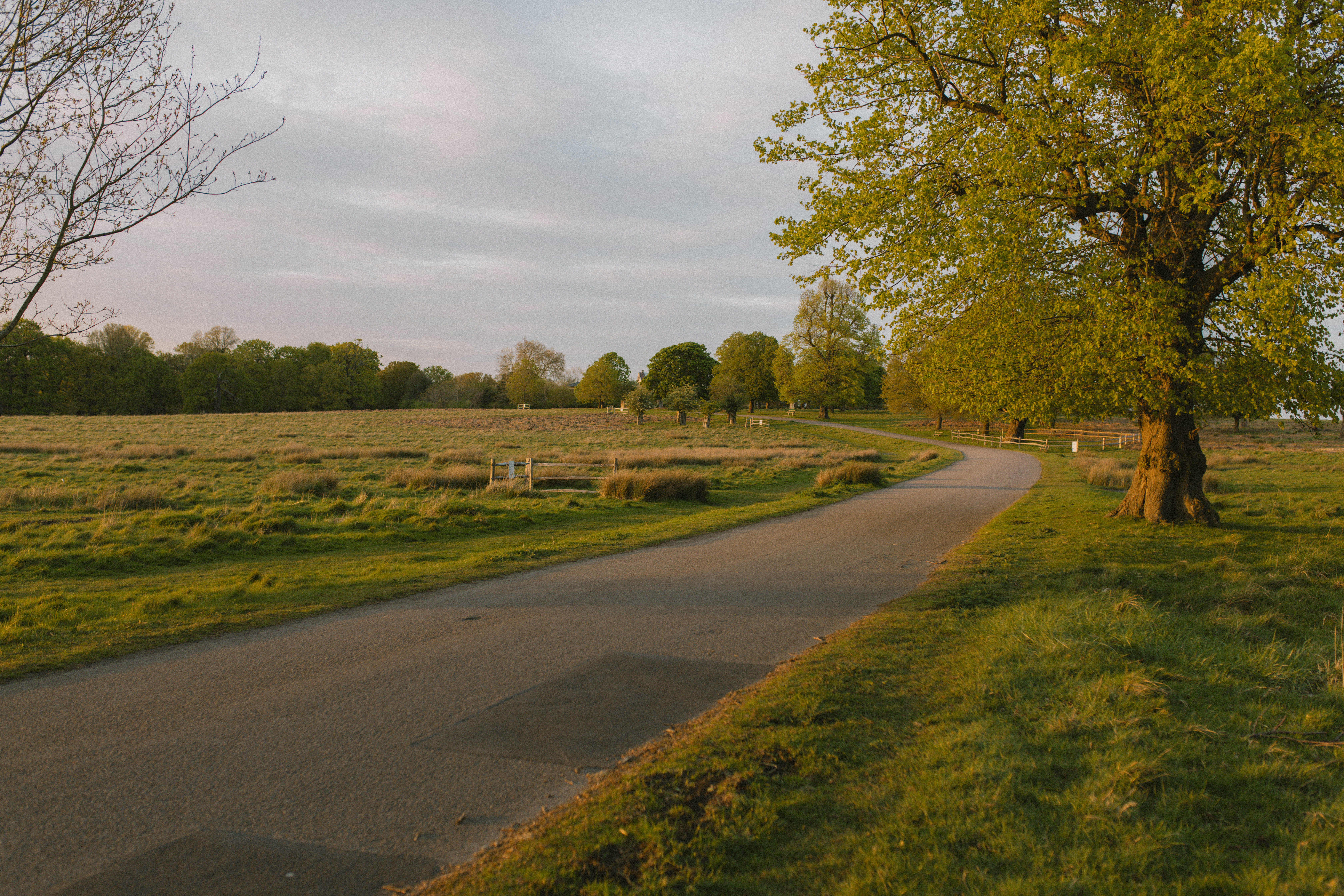 Richmond Park 67