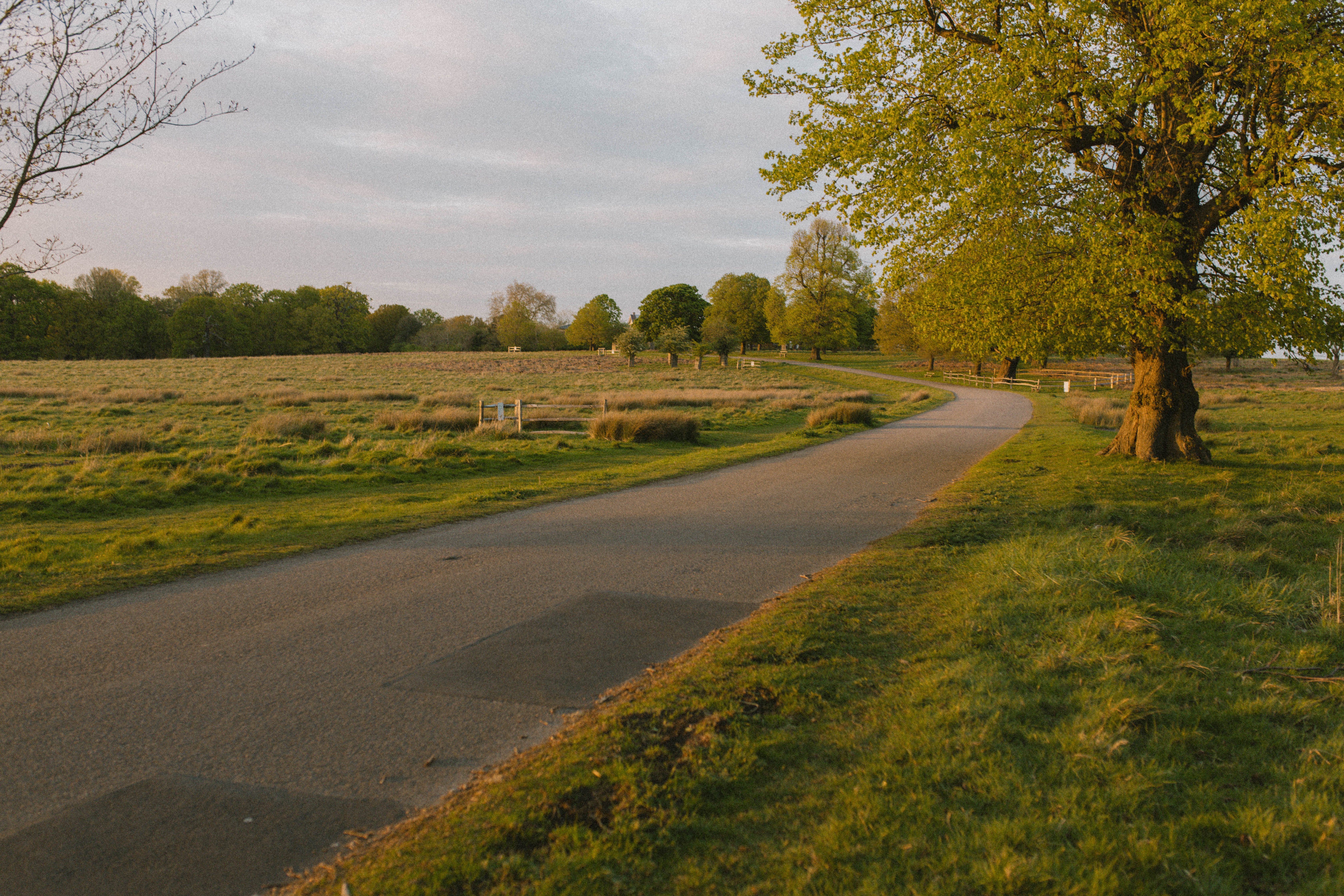 Richmond Park 68