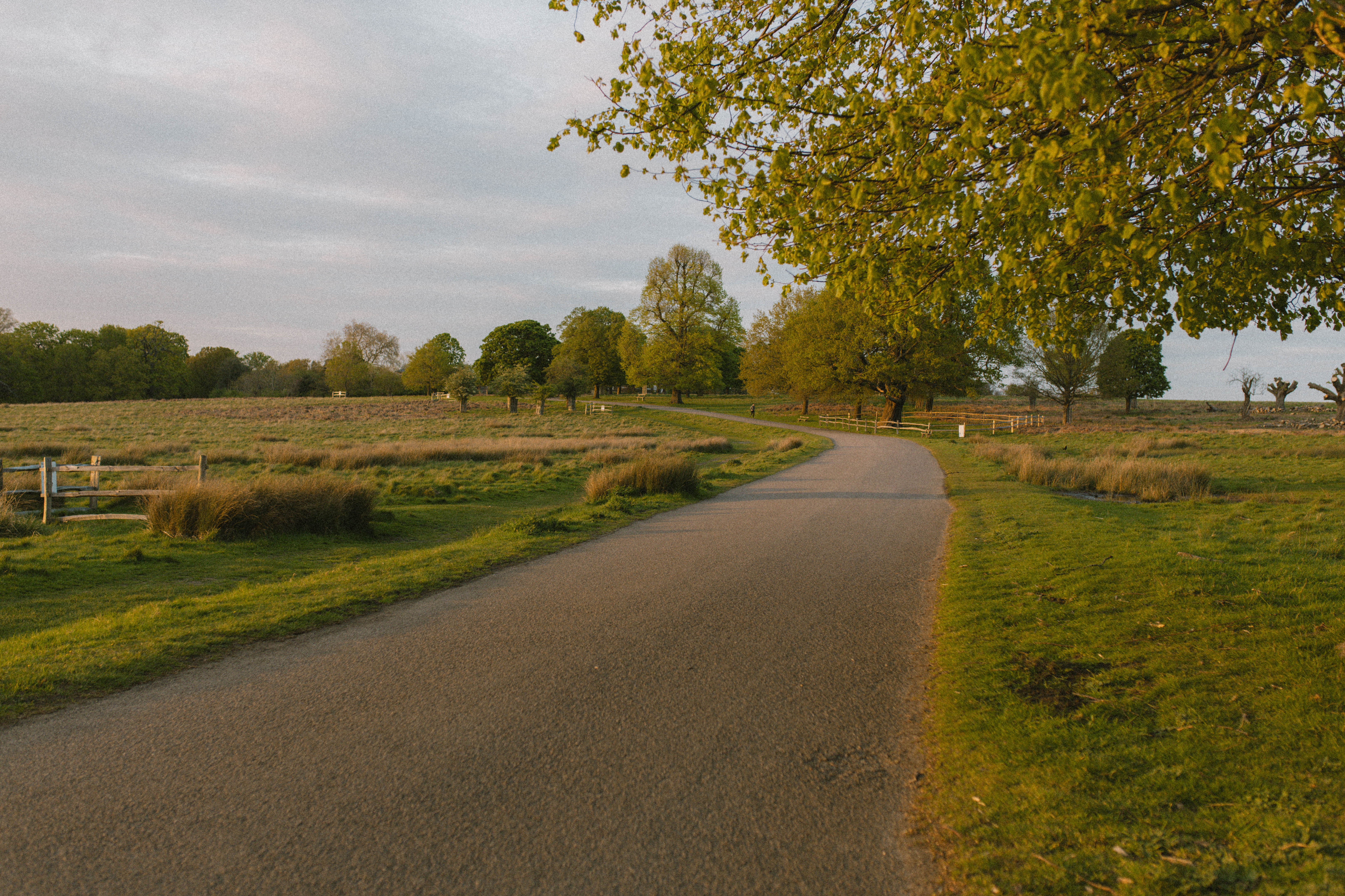 Richmond Park 69