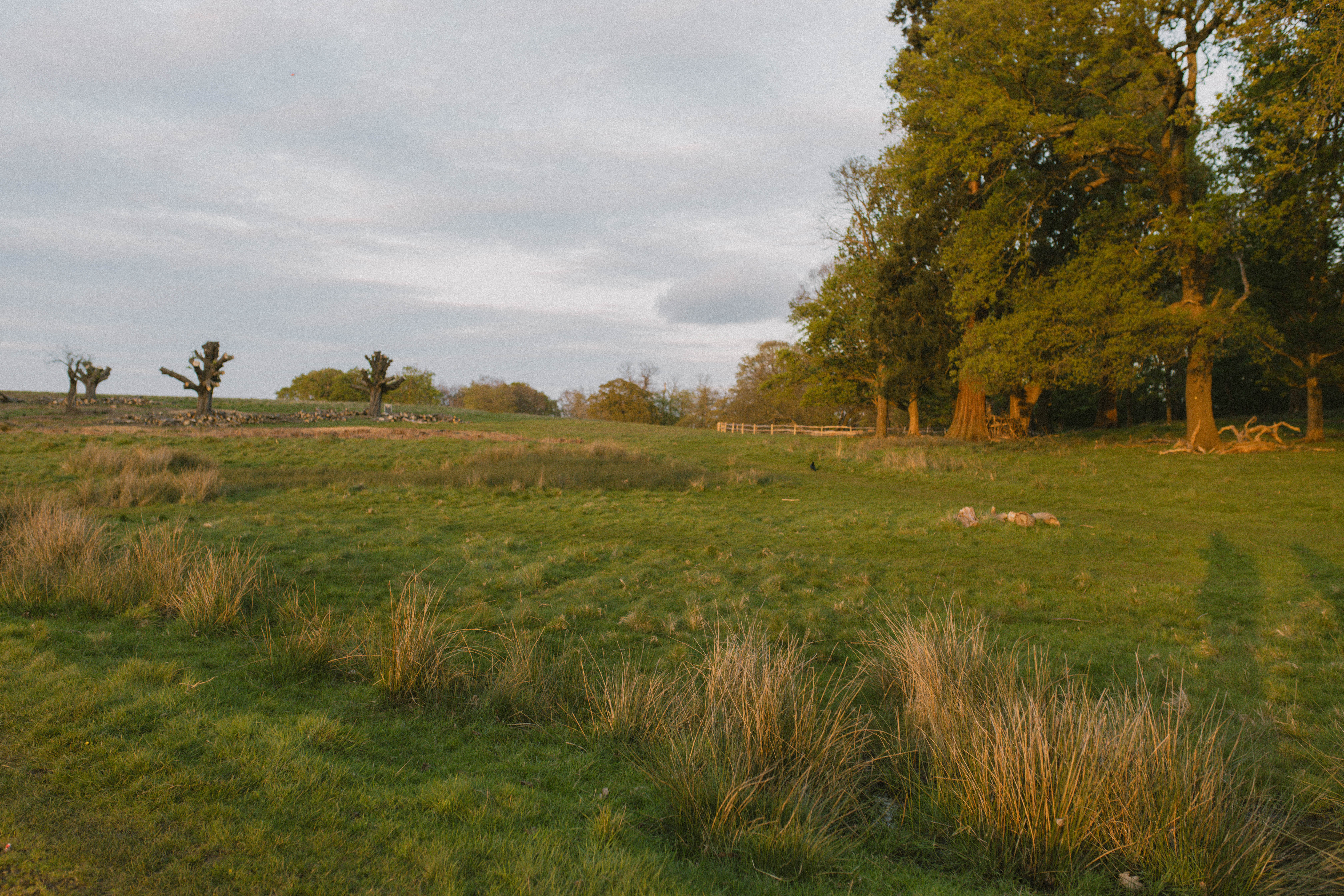 Richmond Park 70