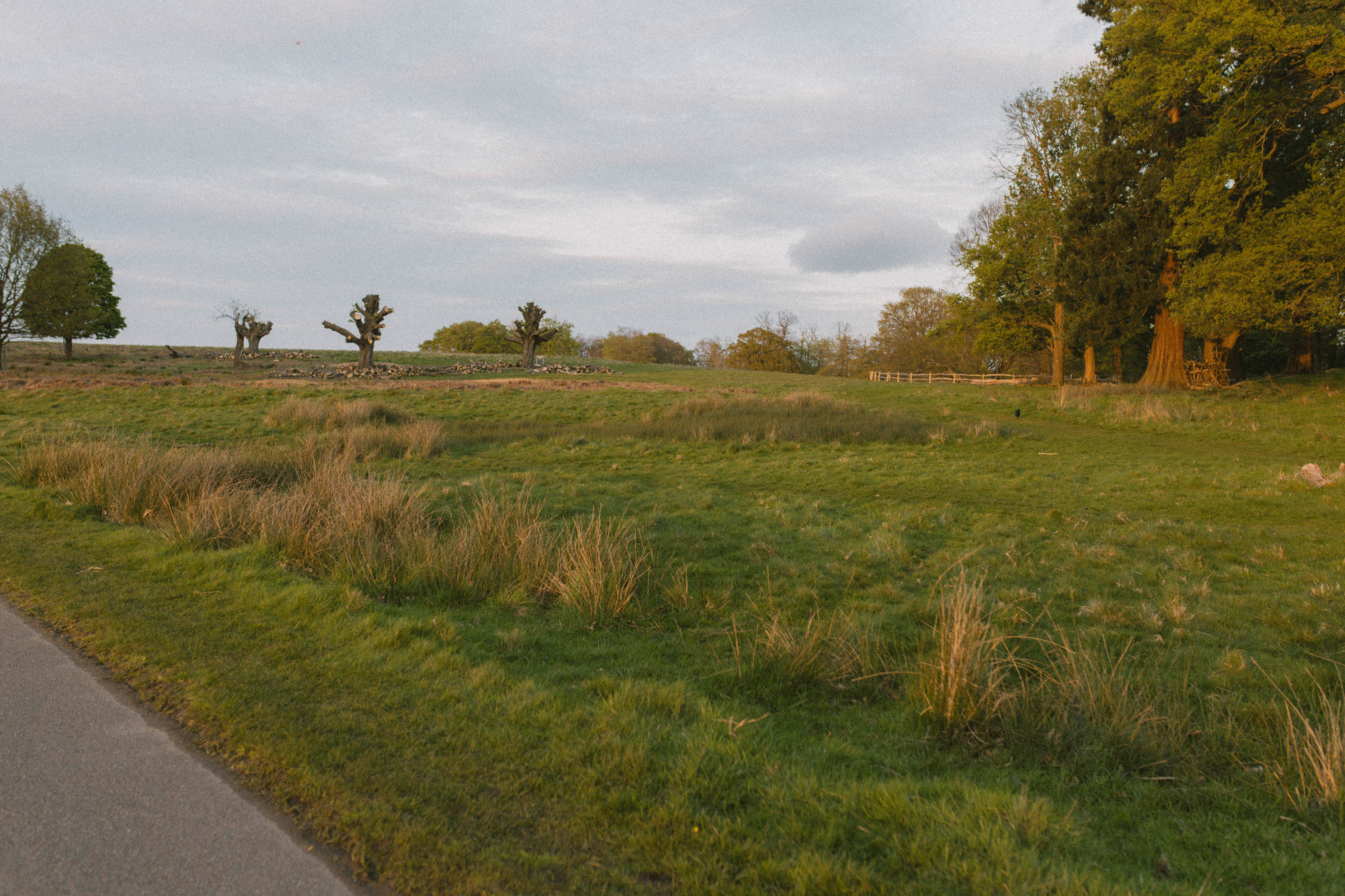 Richmond Park 71