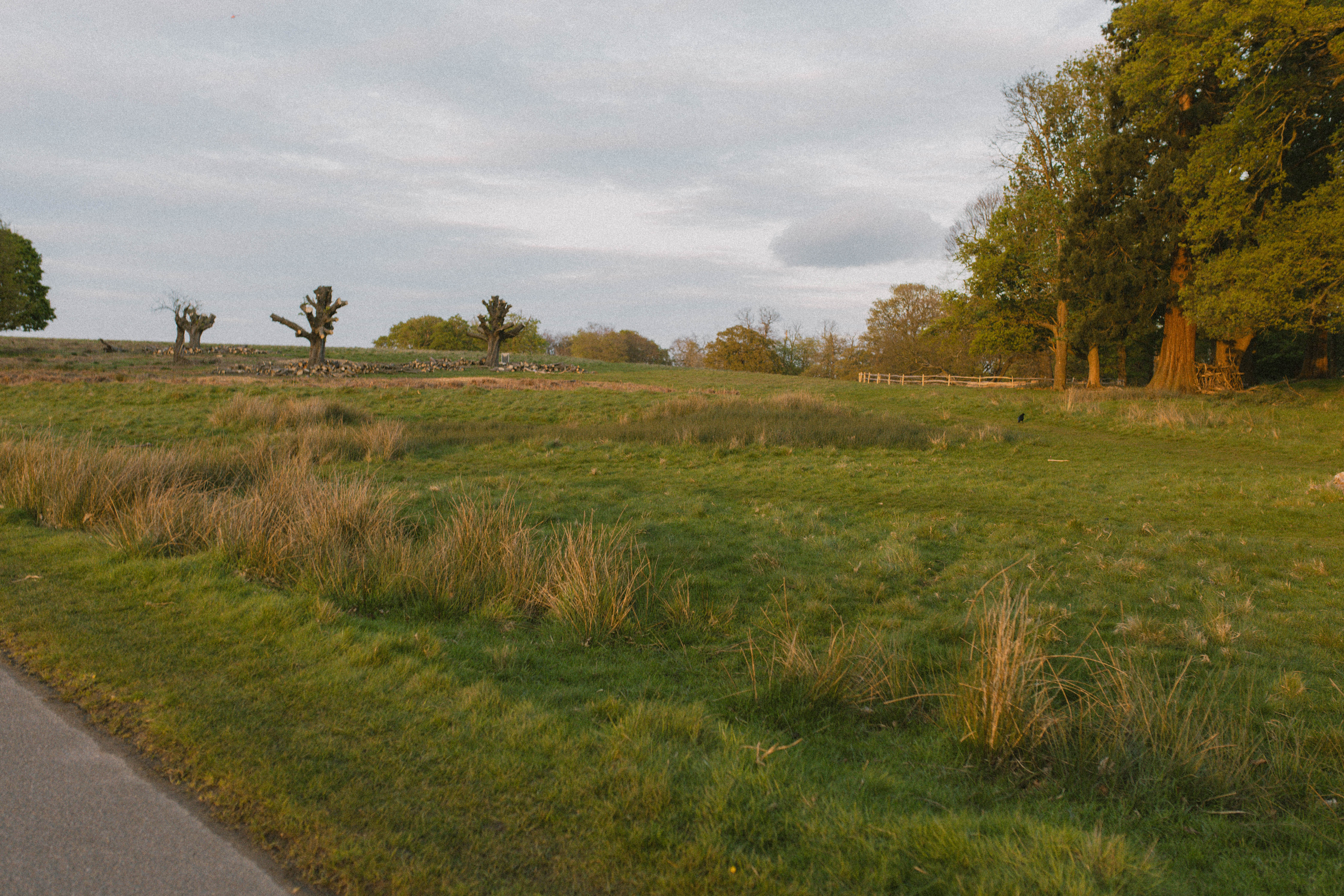 Richmond Park 72