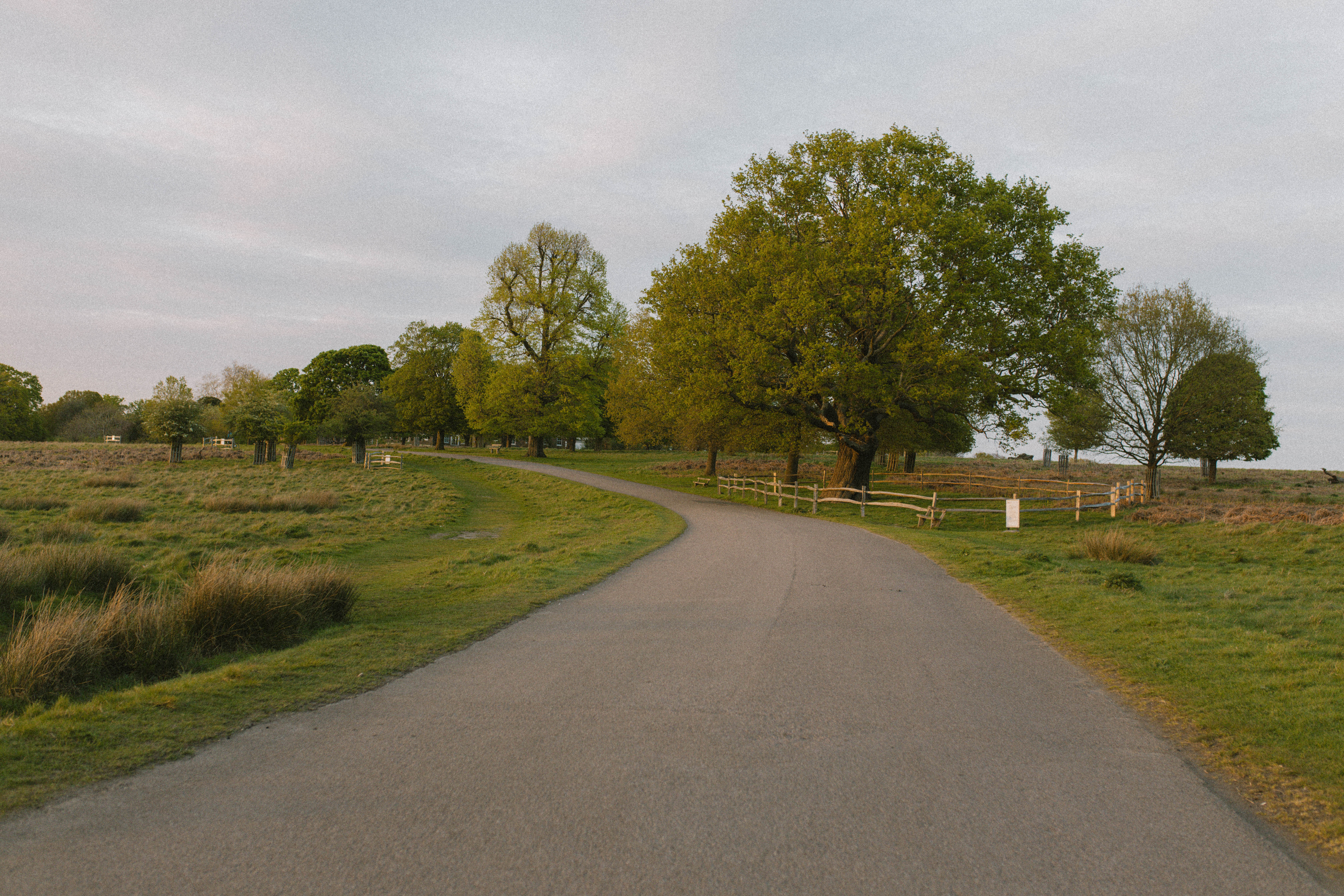 Richmond Park 74