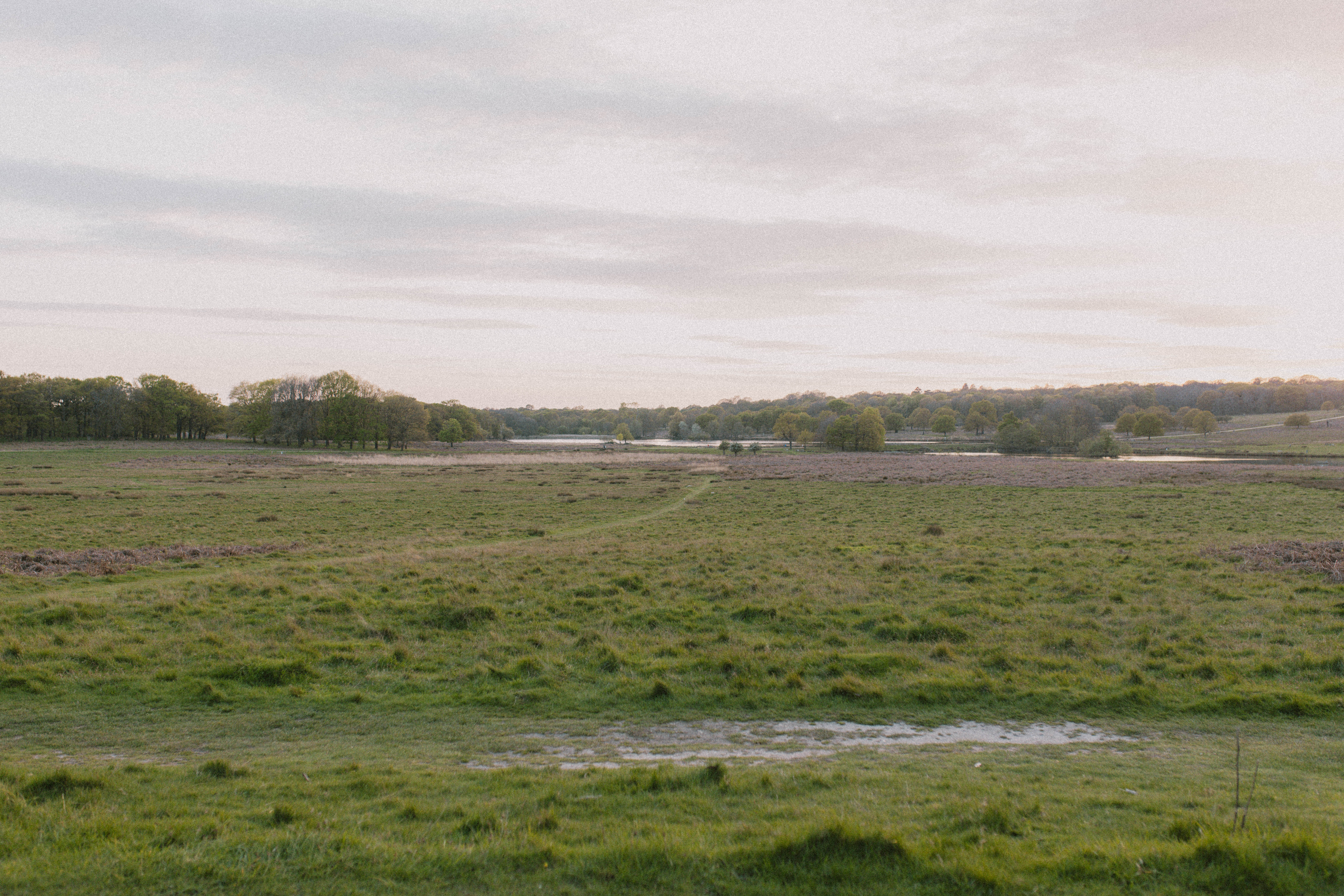 Richmond Park 86