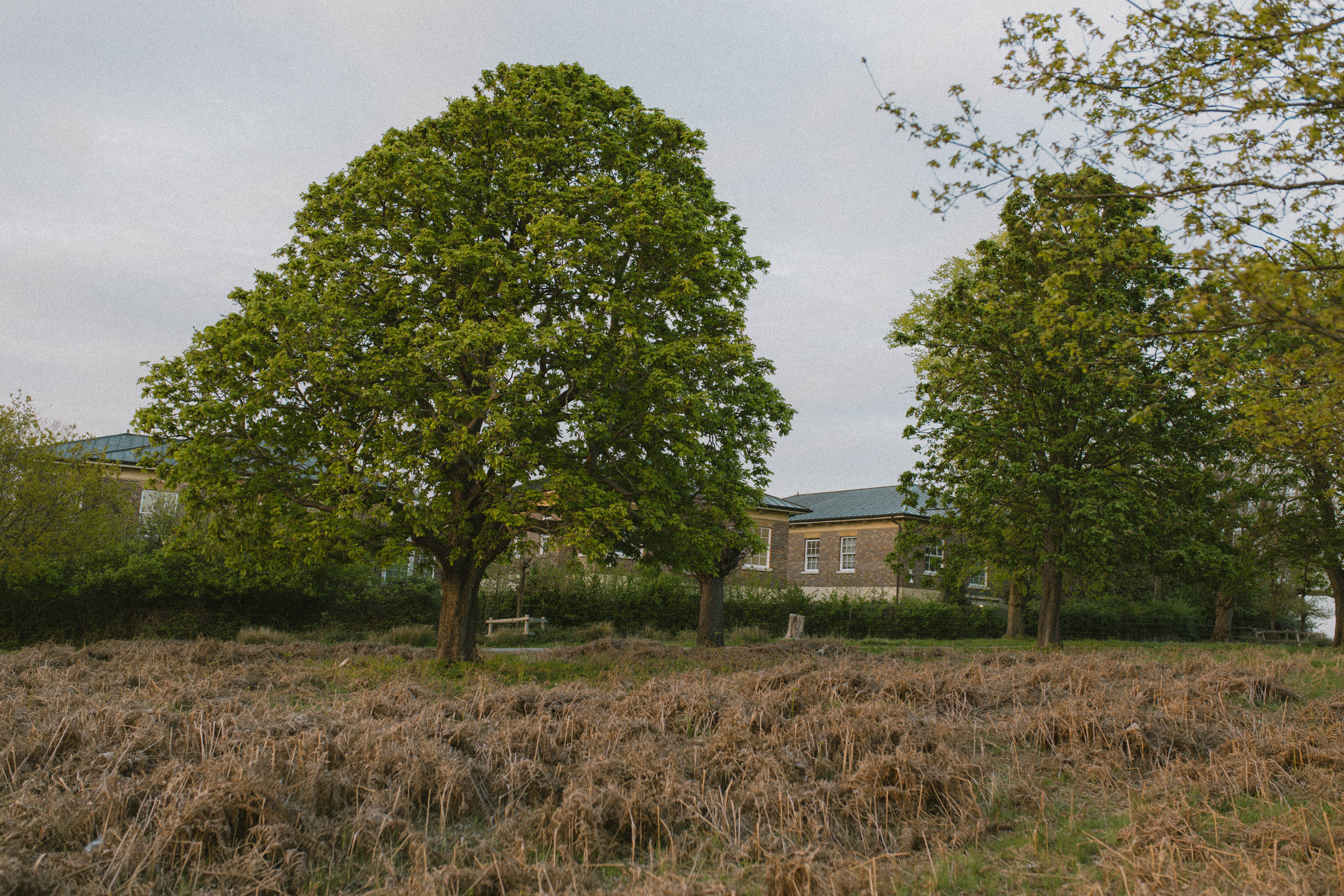 Richmond Park 90