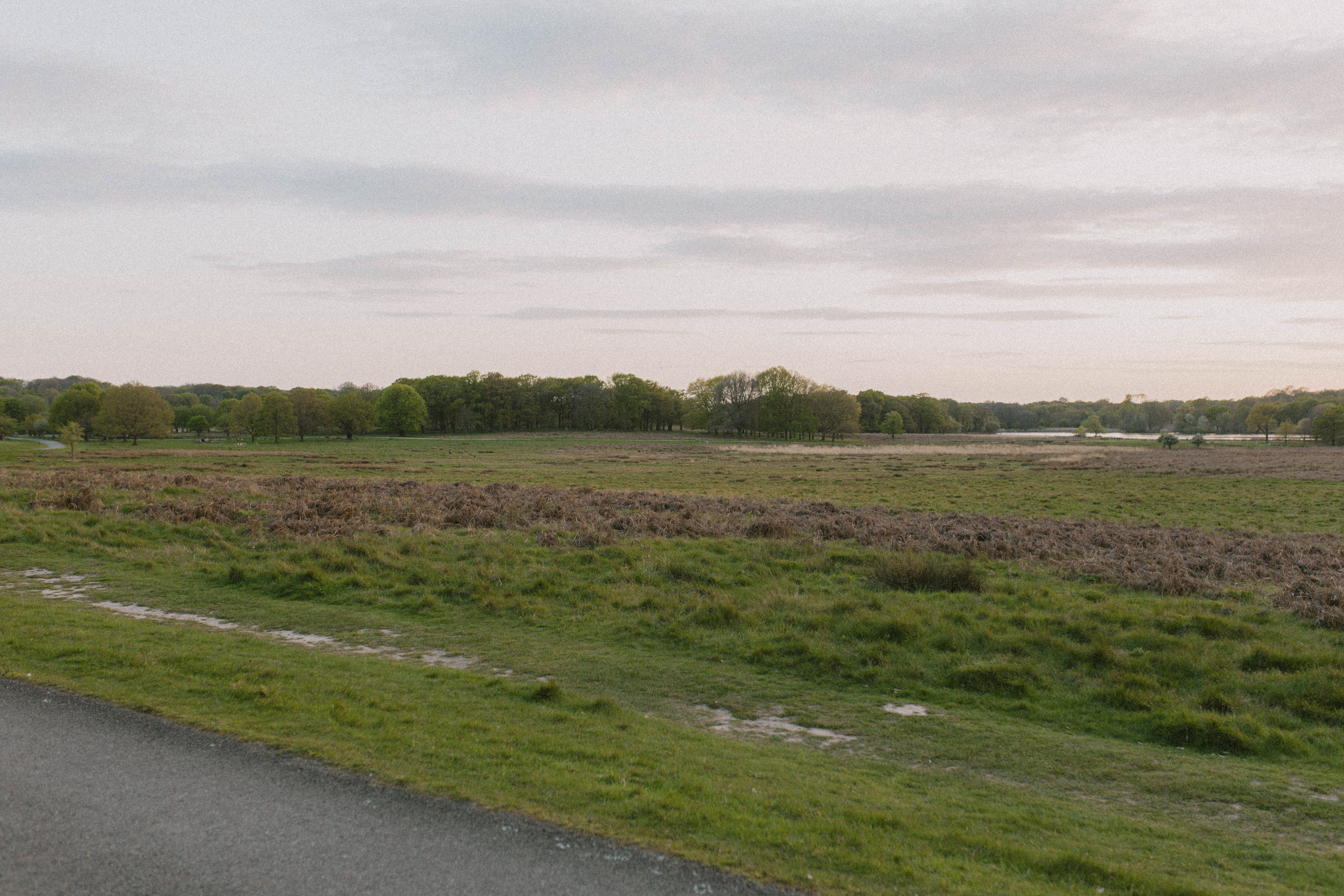 Richmond Park 91
