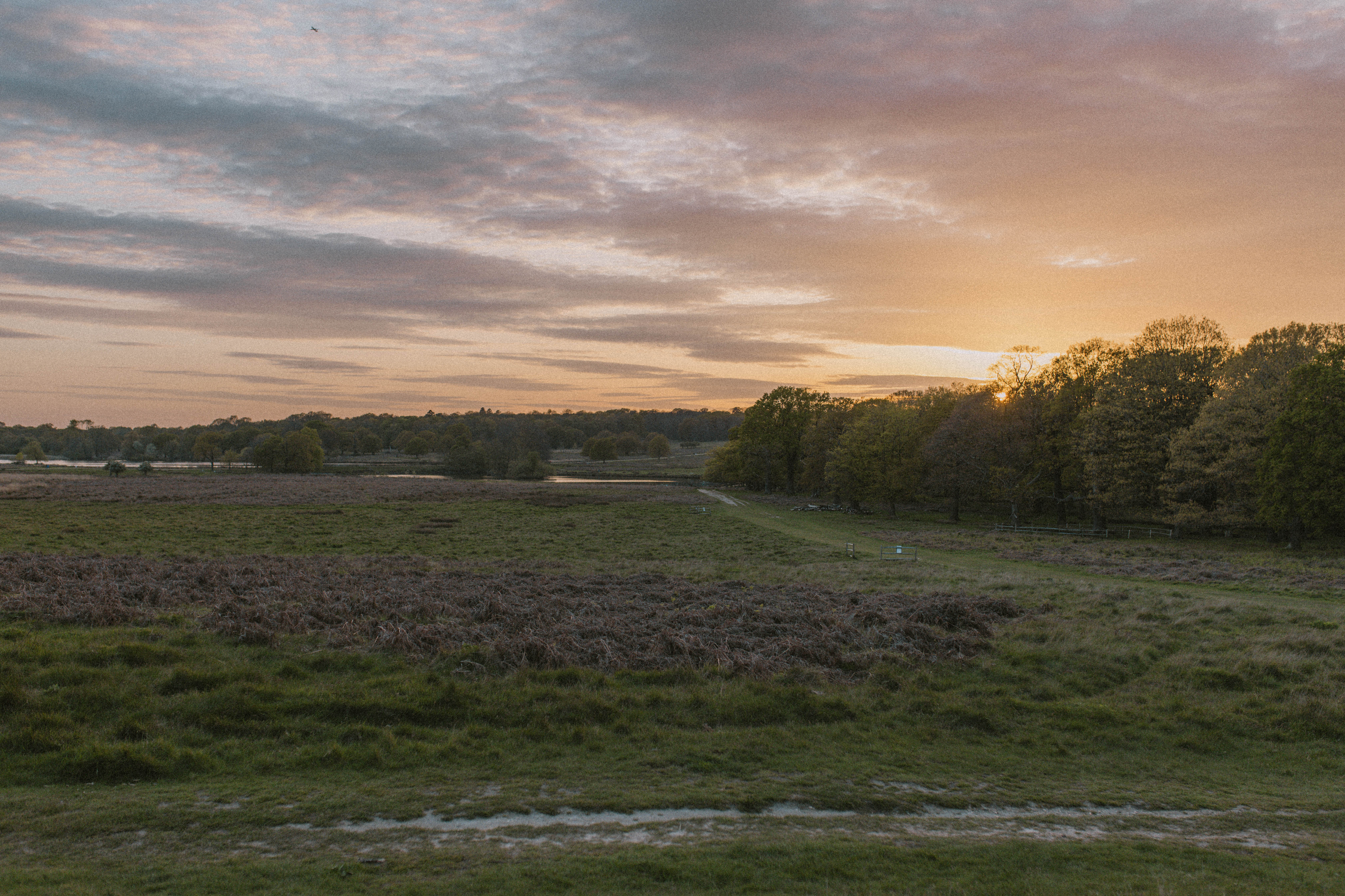 Richmond Park 92