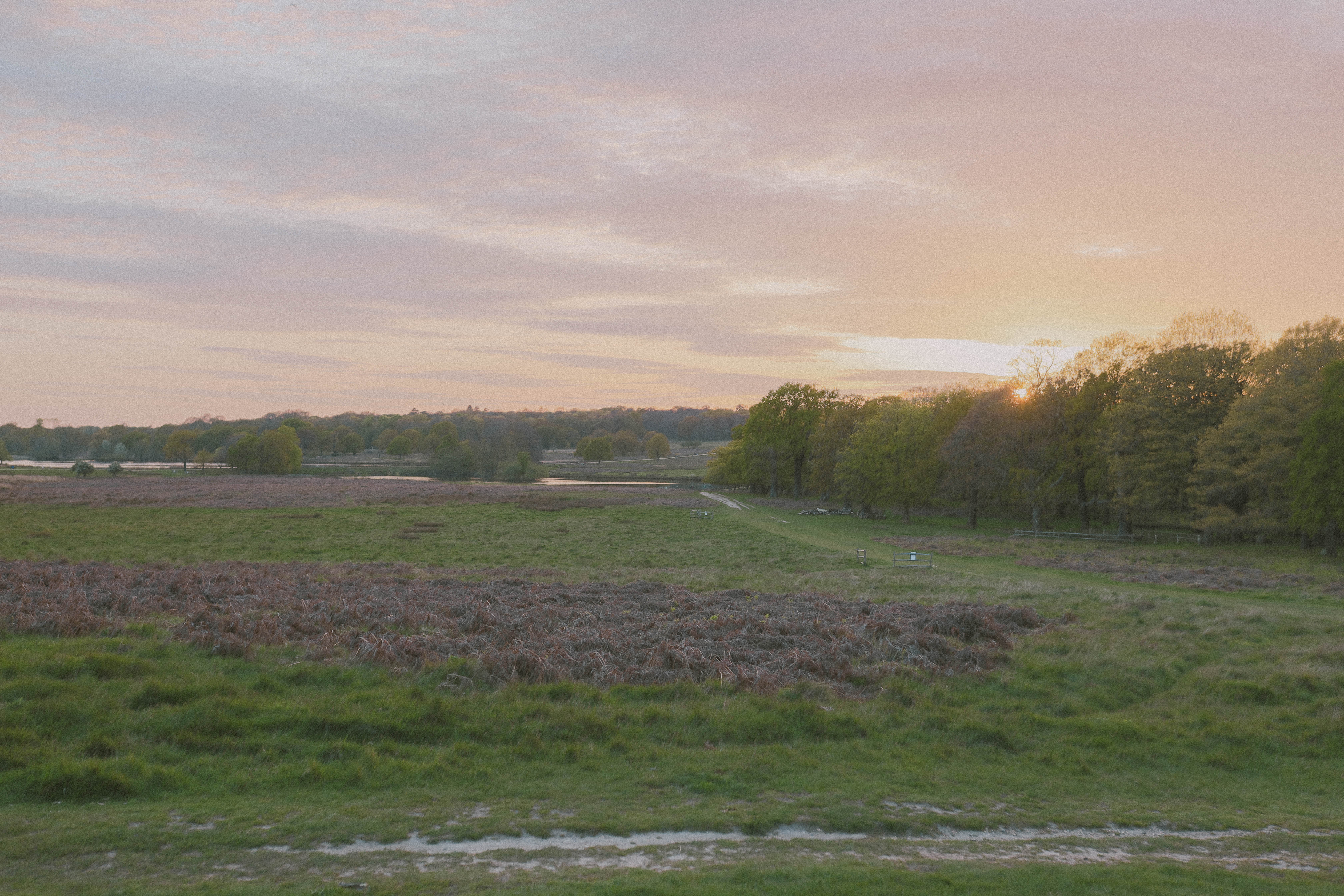 Richmond Park 93