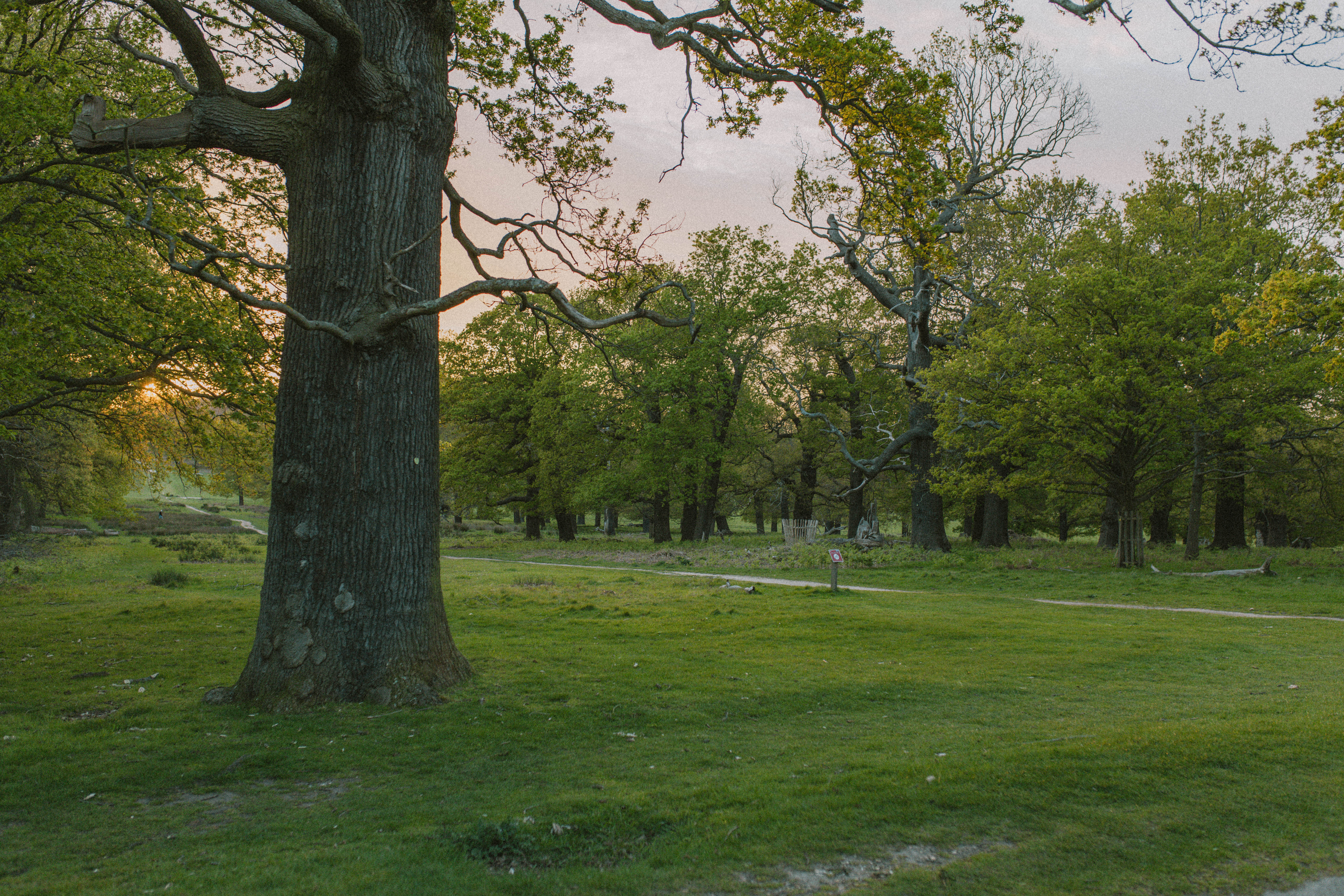 Richmond Park 97