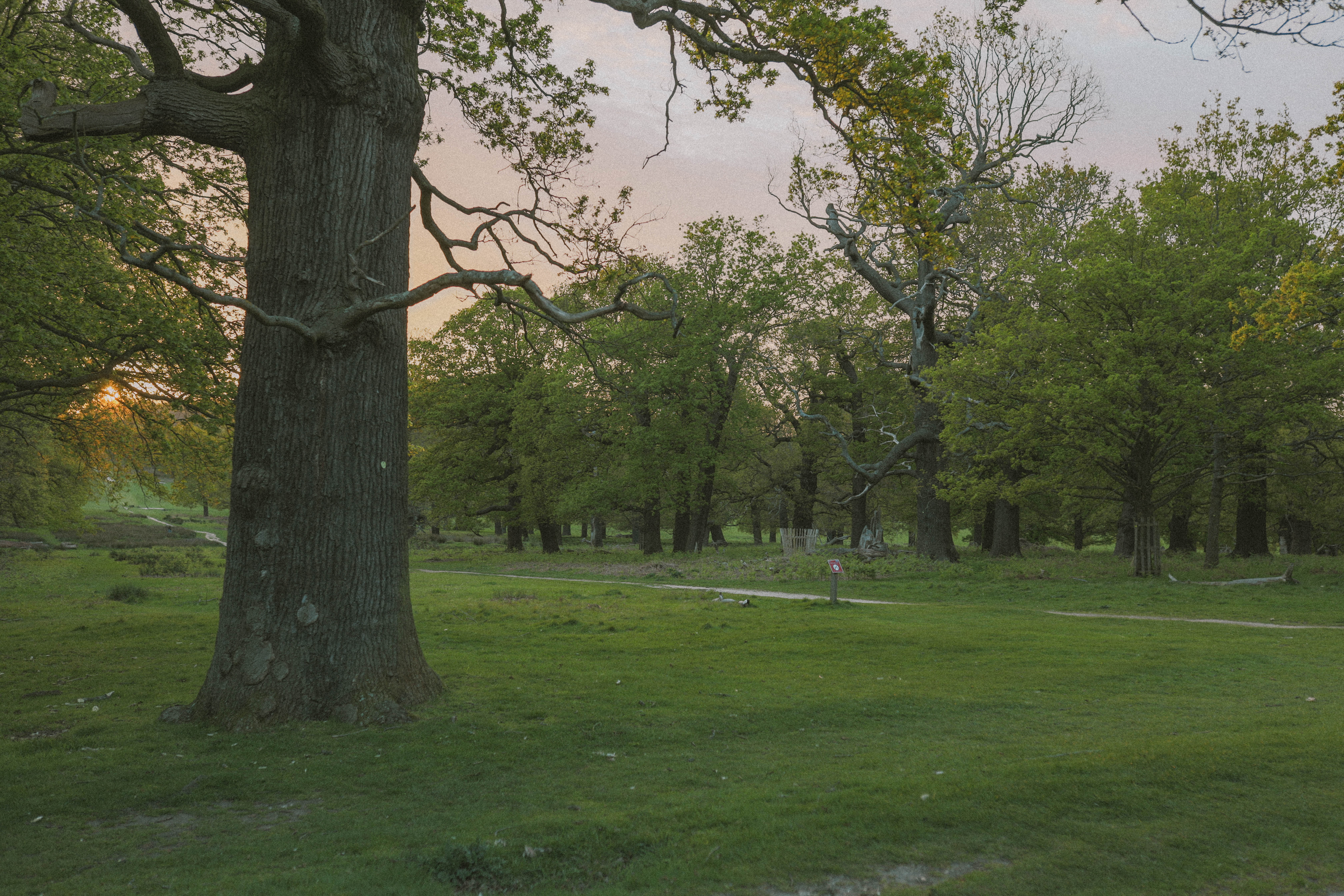 Richmond Park 99