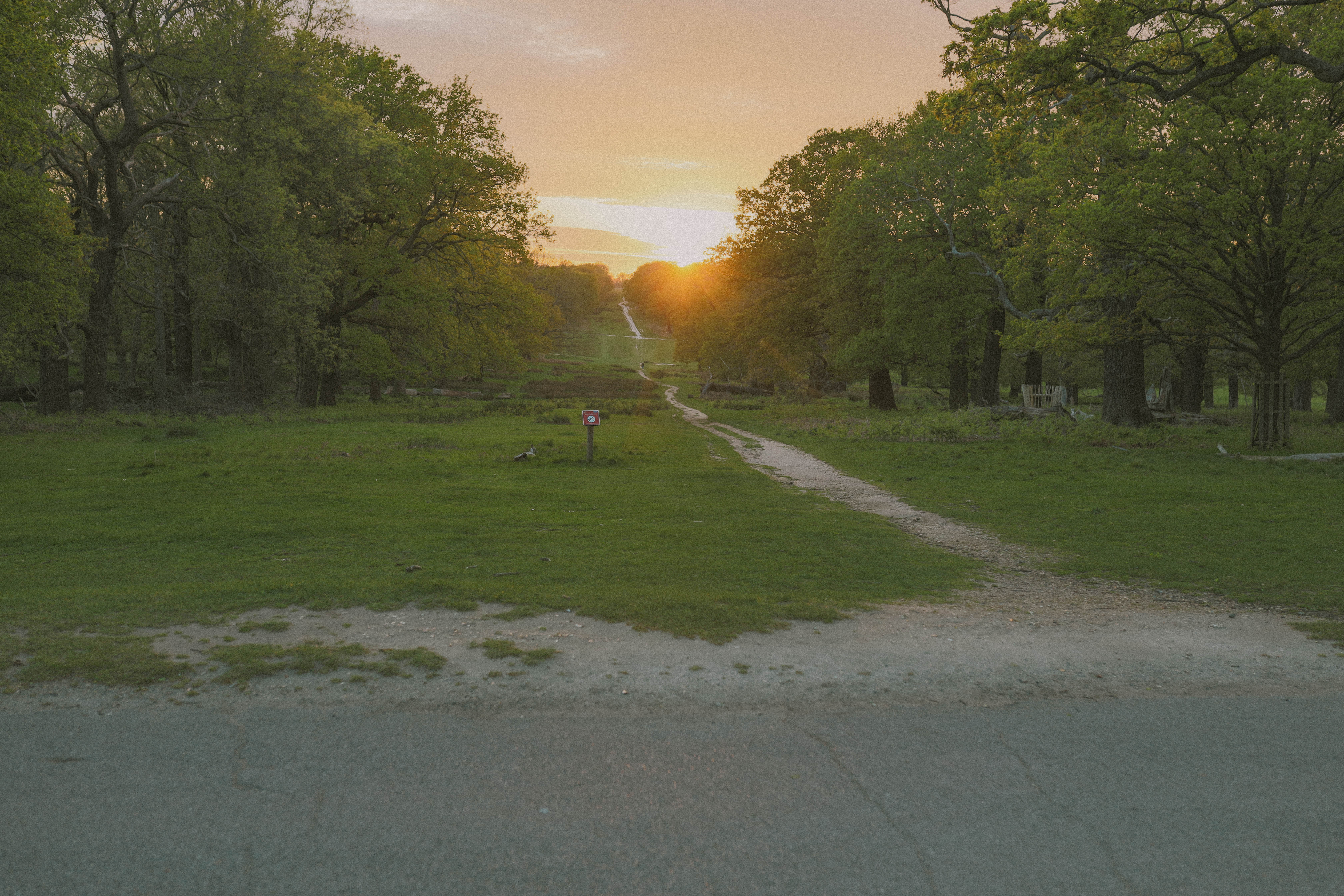 Richmond Park 104