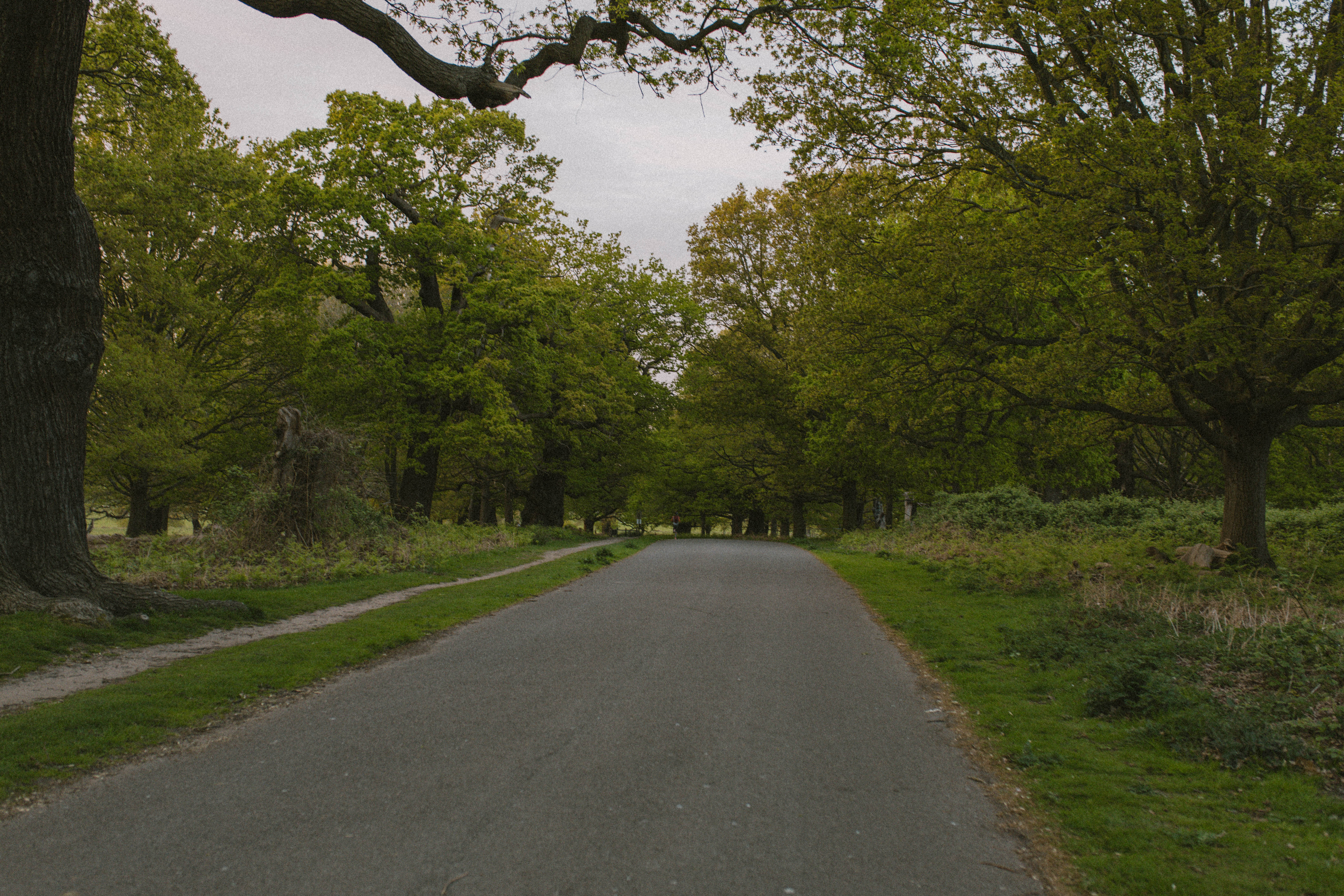 Richmond Park 105