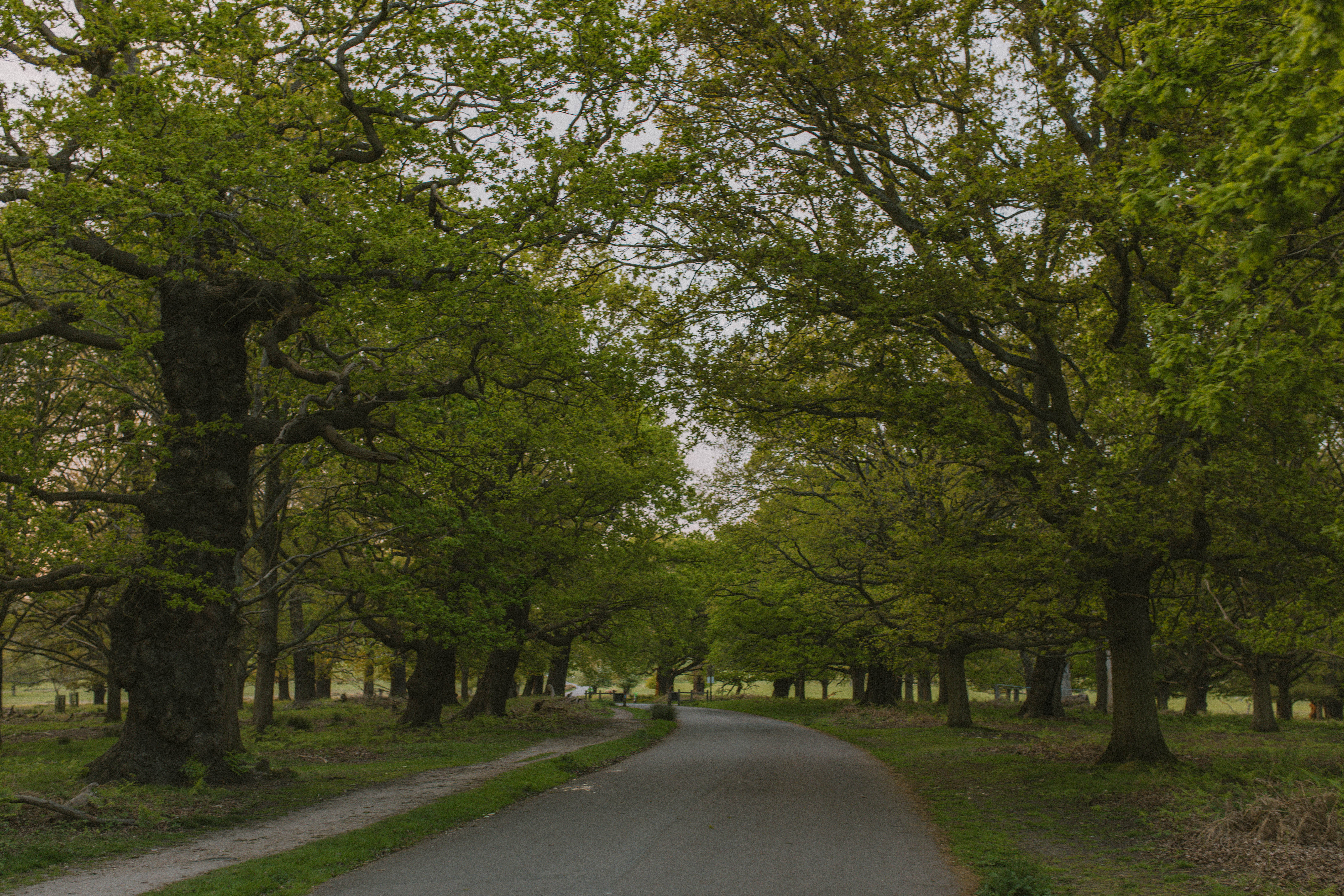 Richmond Park 107