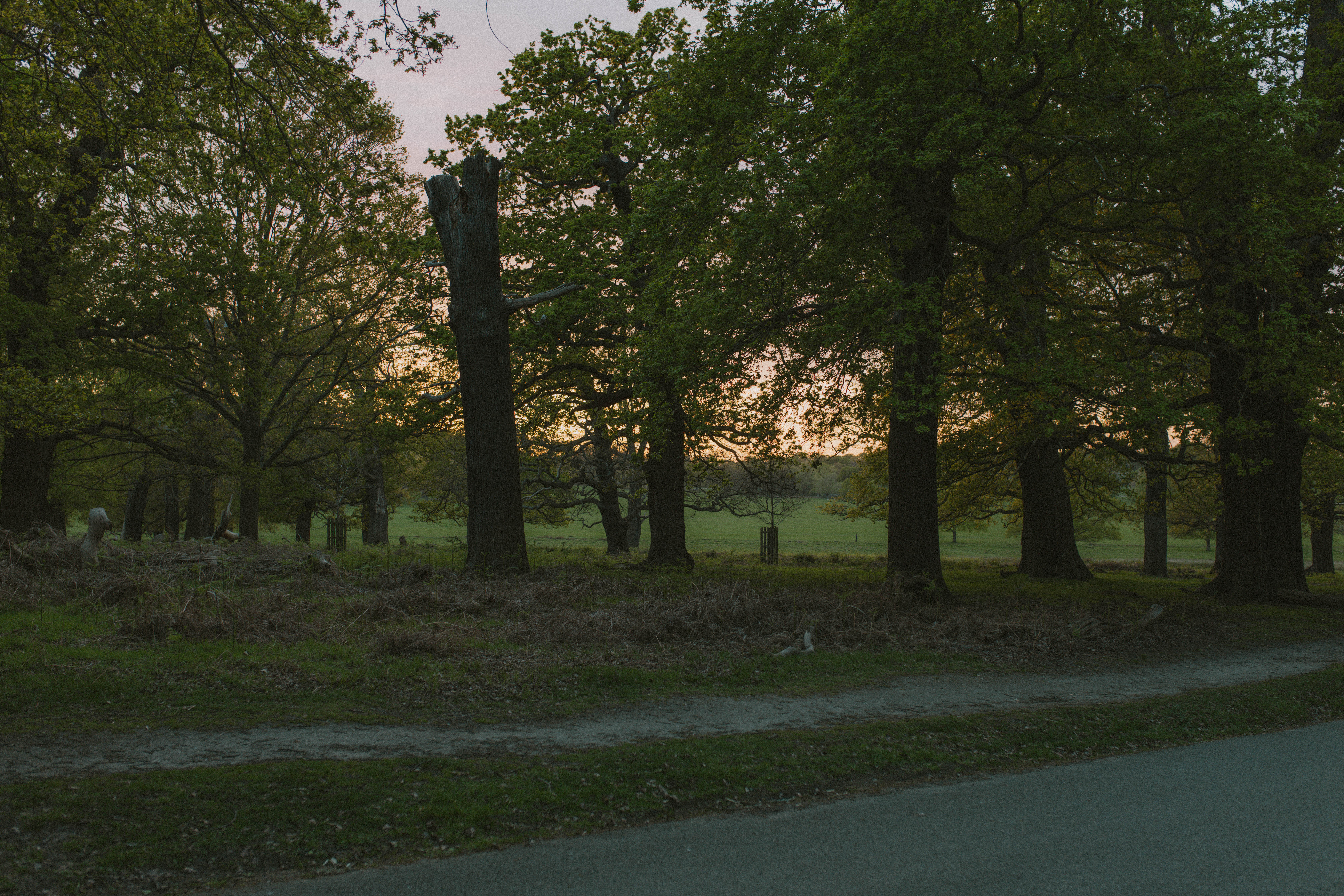 Richmond Park 109