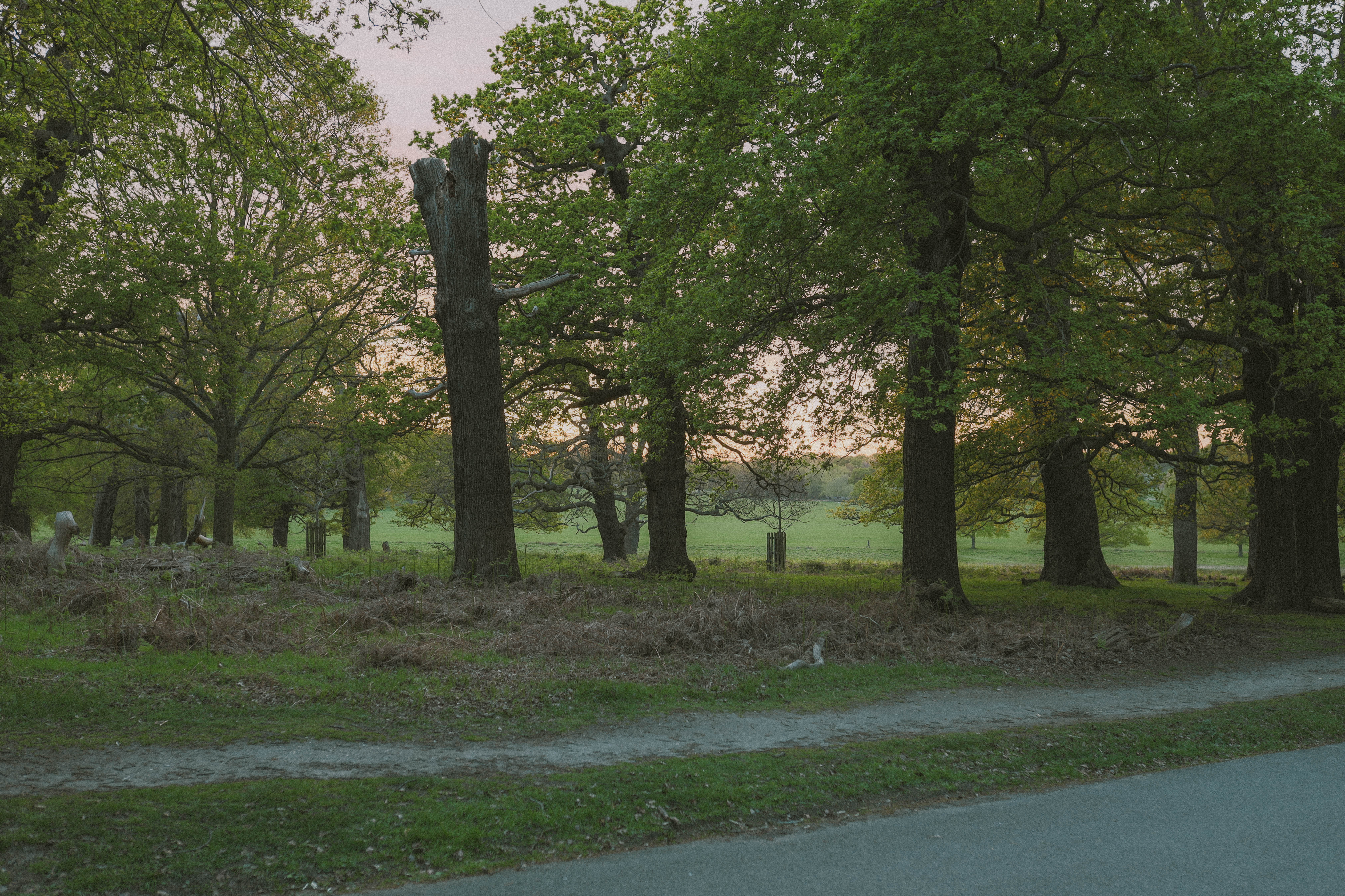 Richmond Park 110