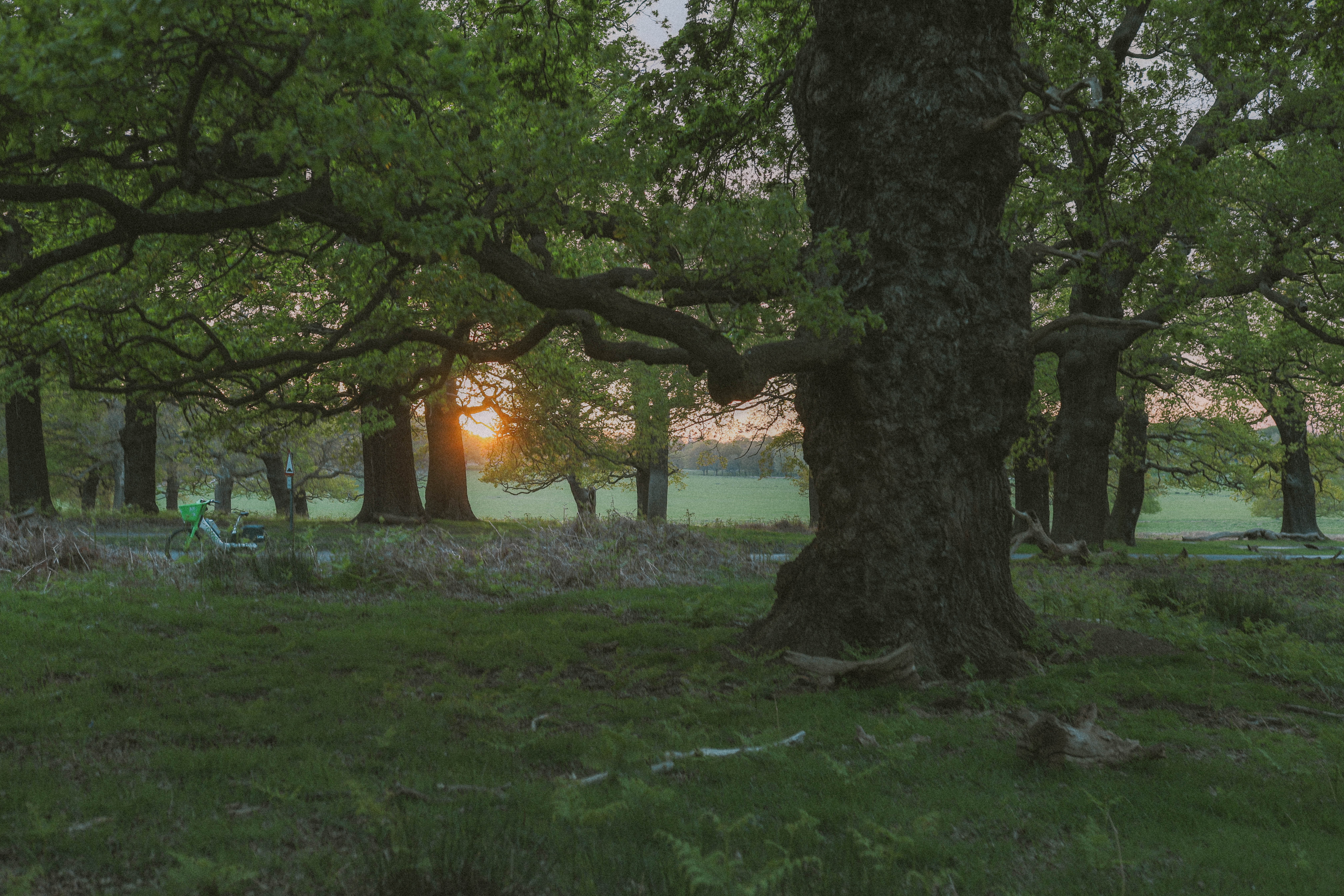 Richmond Park 111