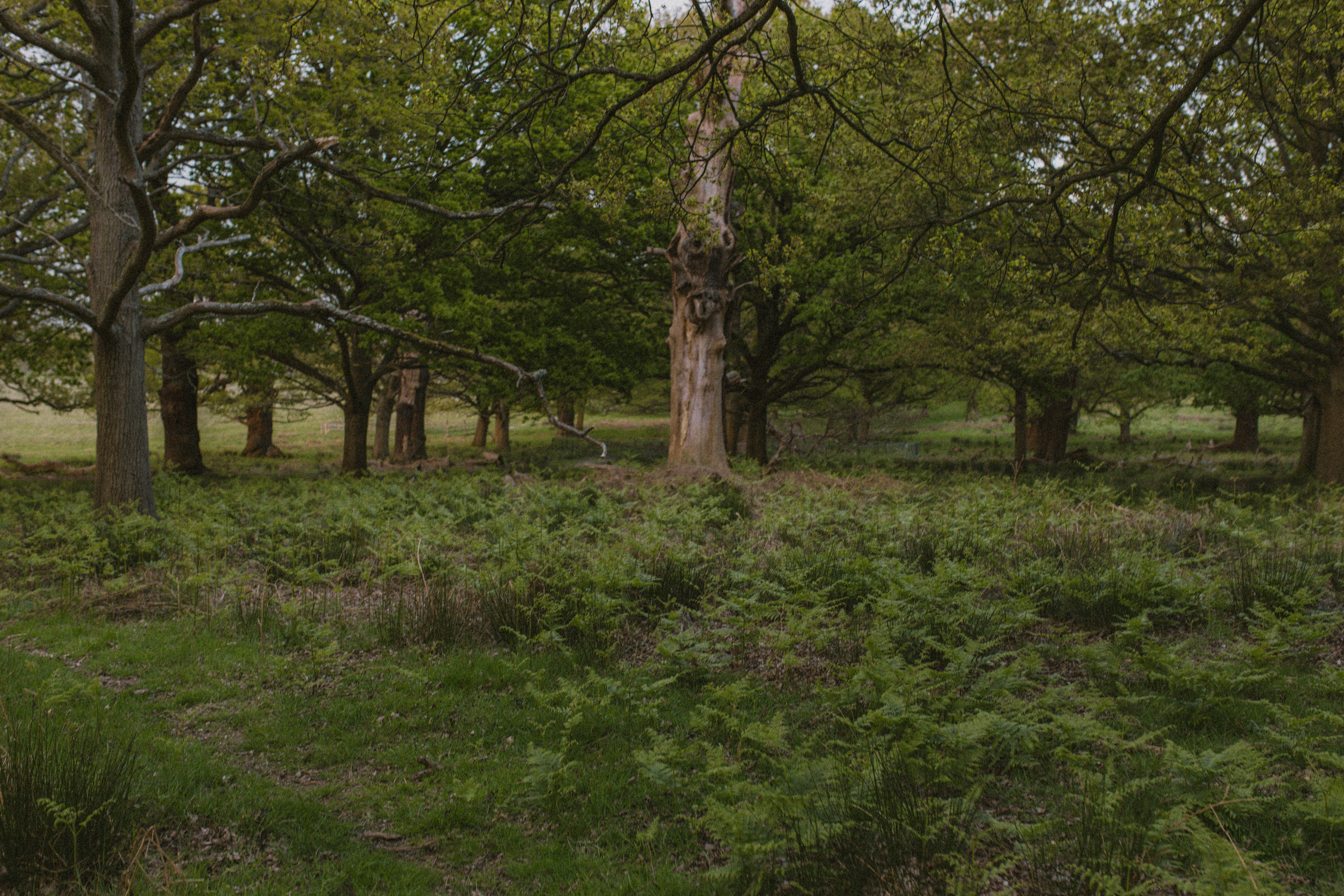 Richmond Park 112