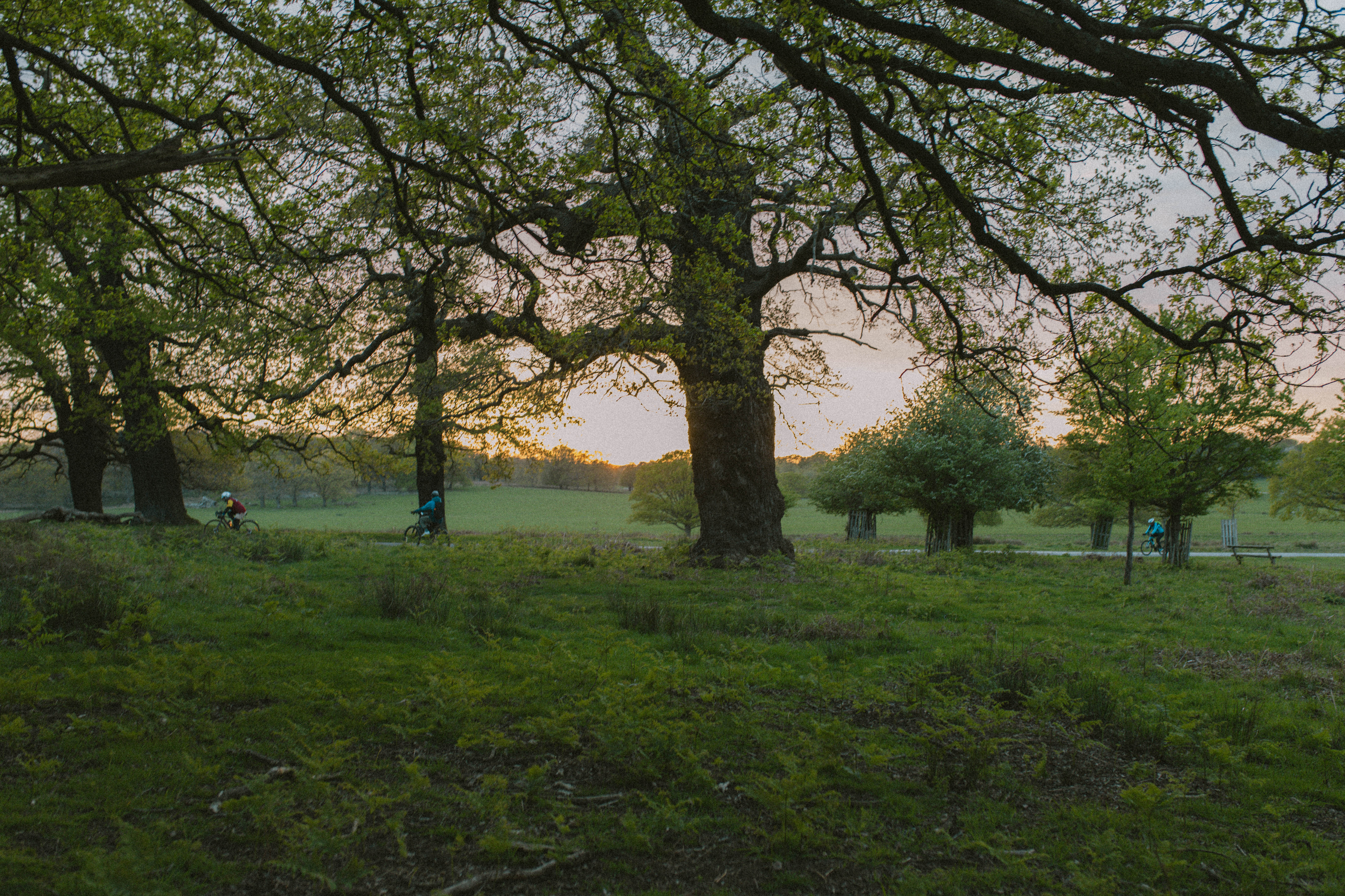 Richmond Park 113
