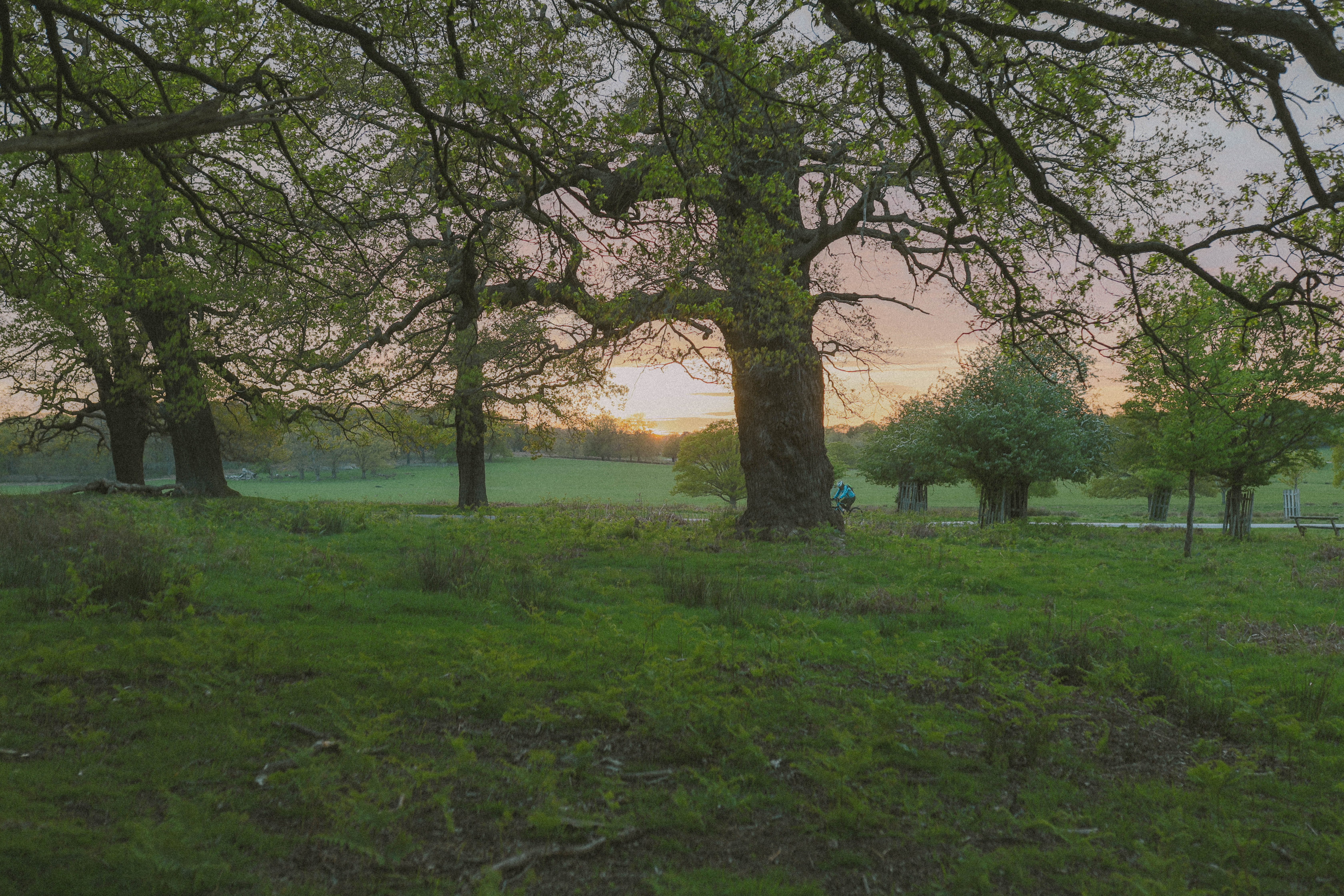 Richmond Park 114
