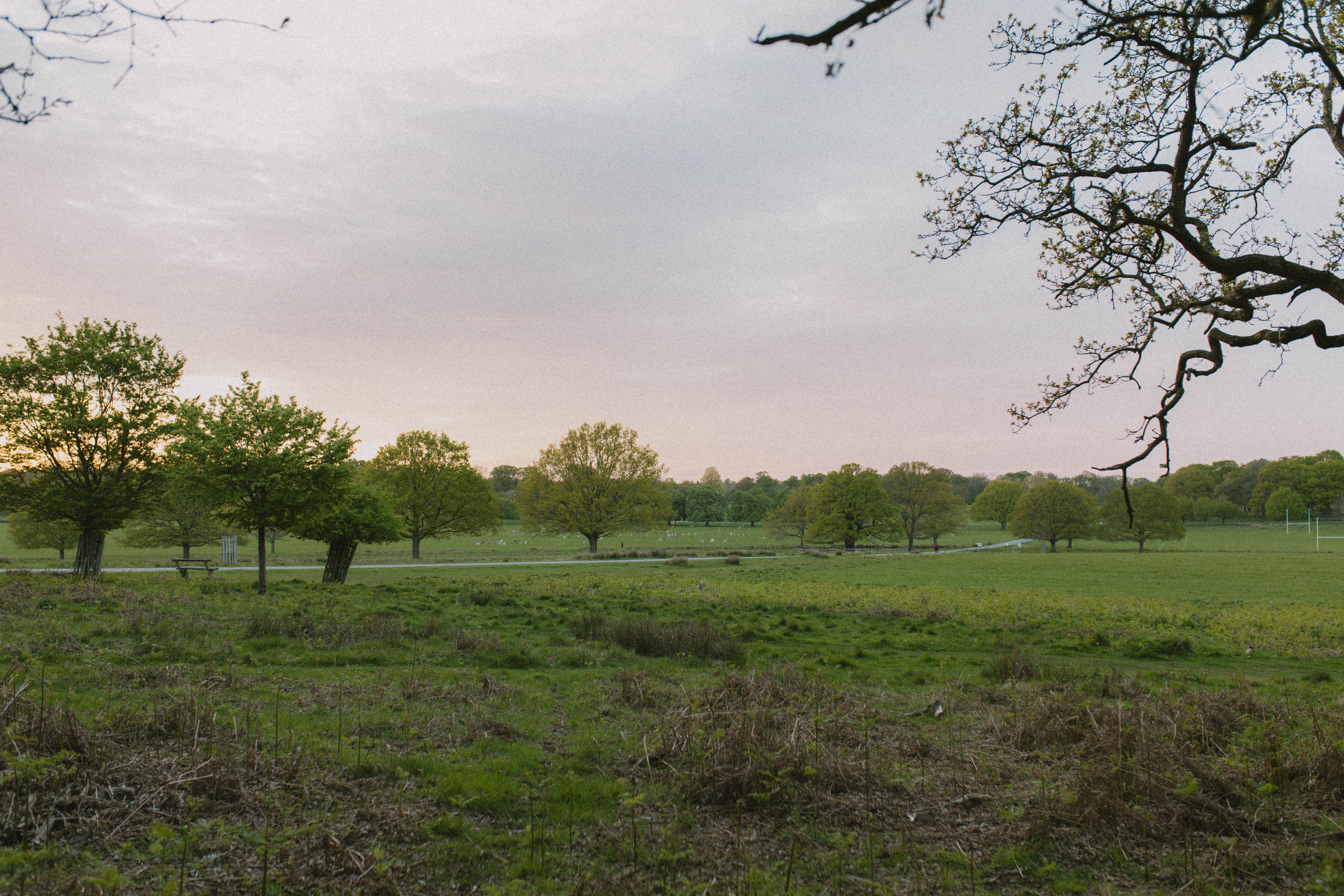 Richmond Park 115