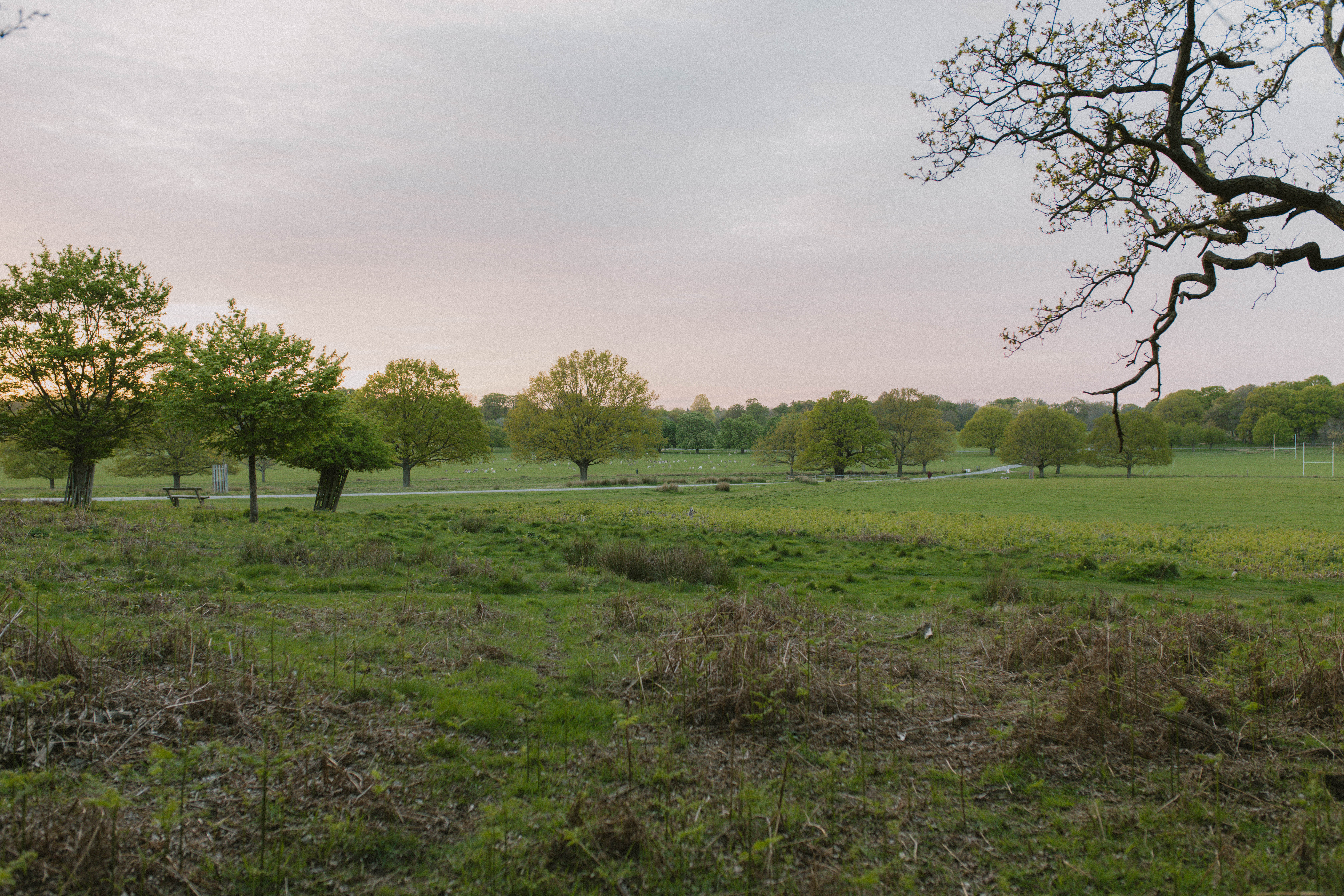 Richmond Park 116