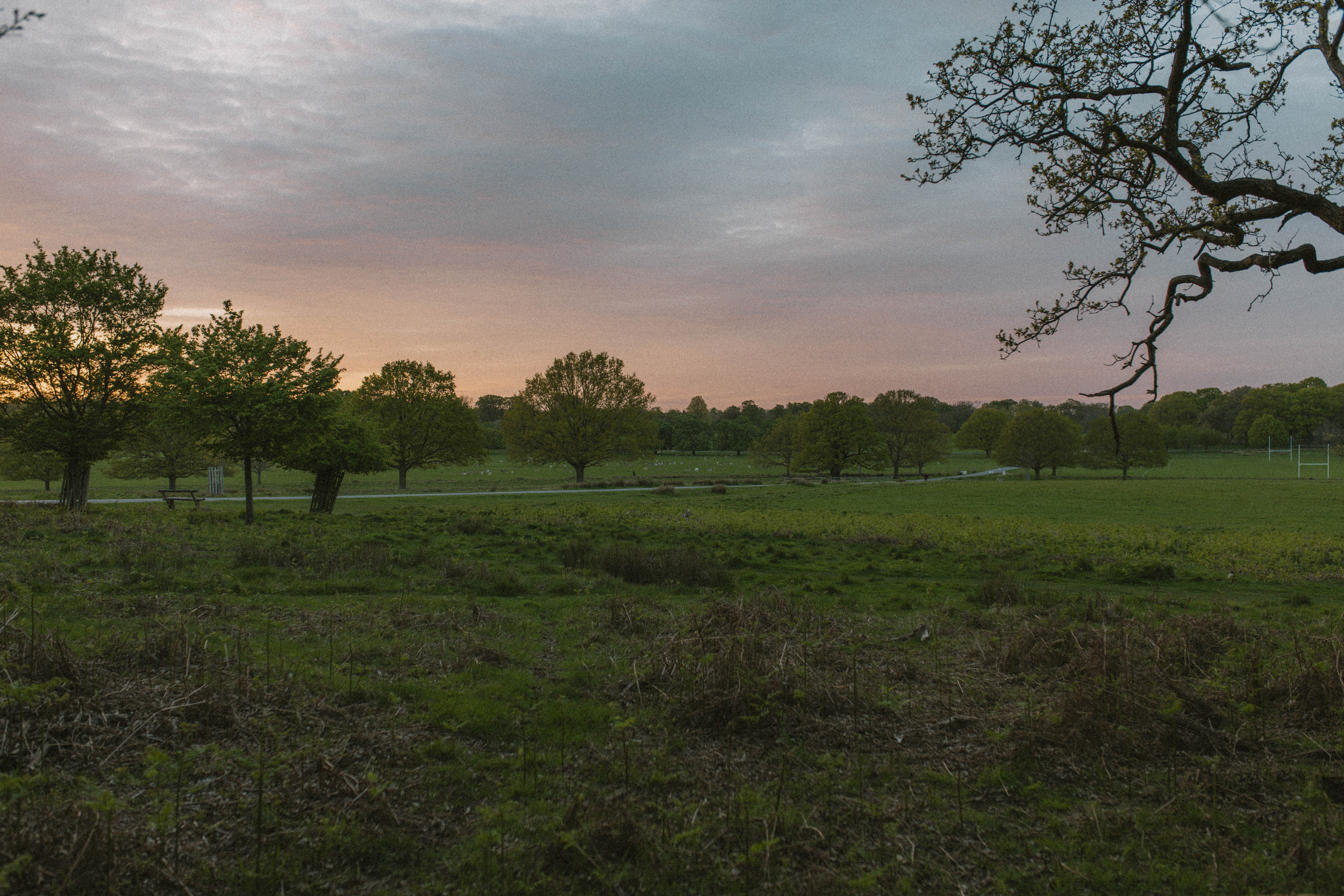 Richmond Park 117