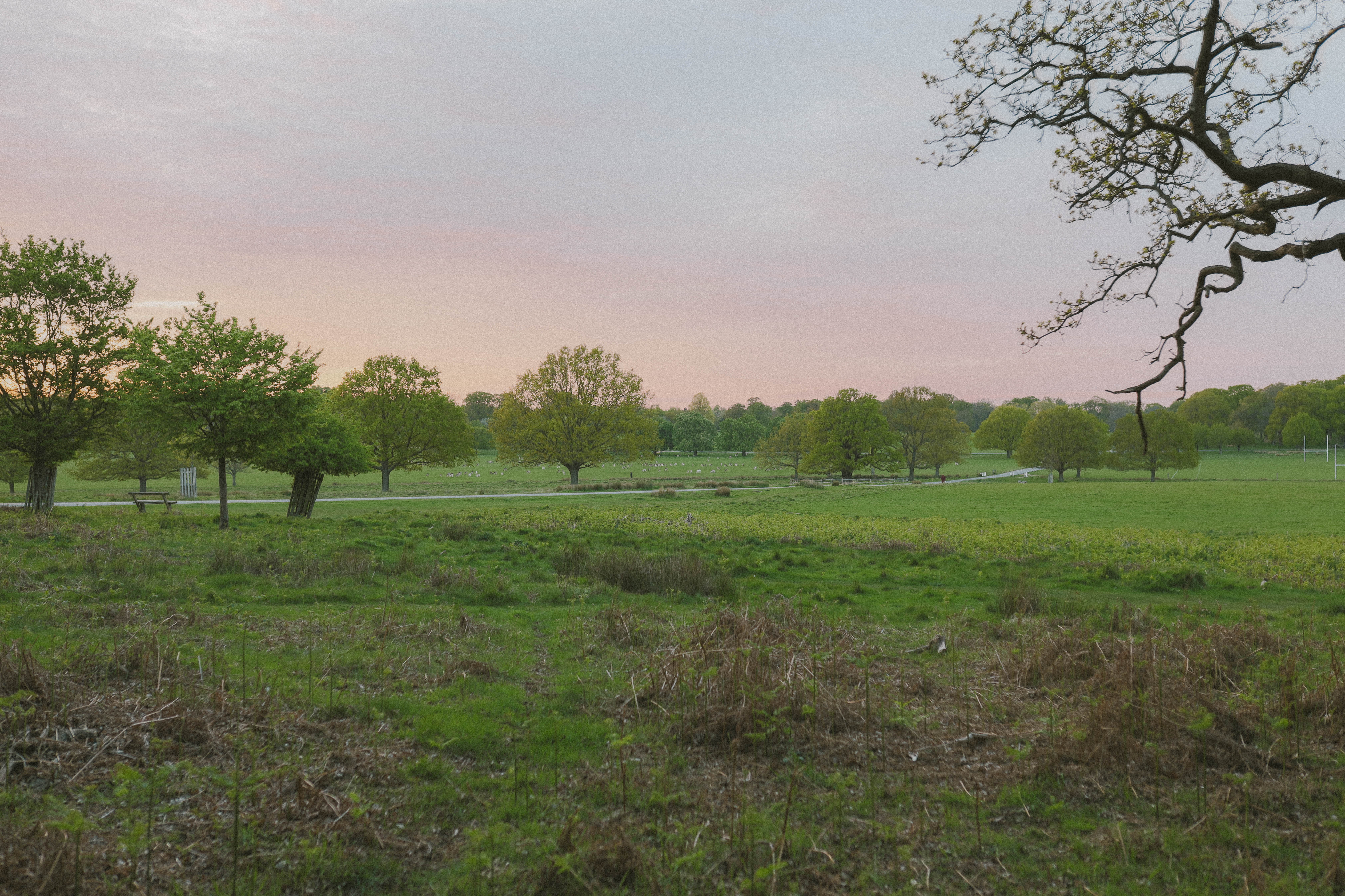 Richmond Park 118
