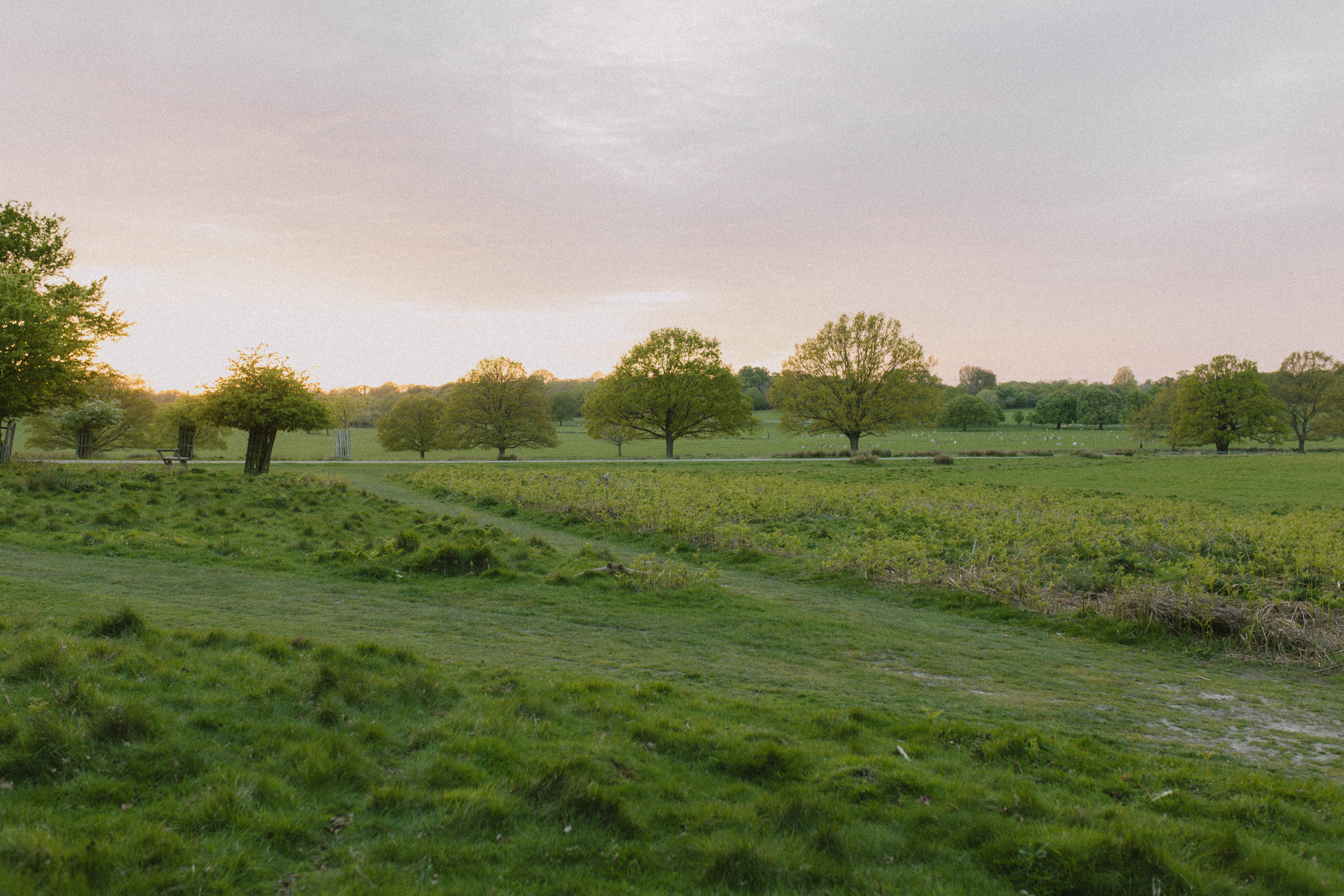 Richmond Park 120