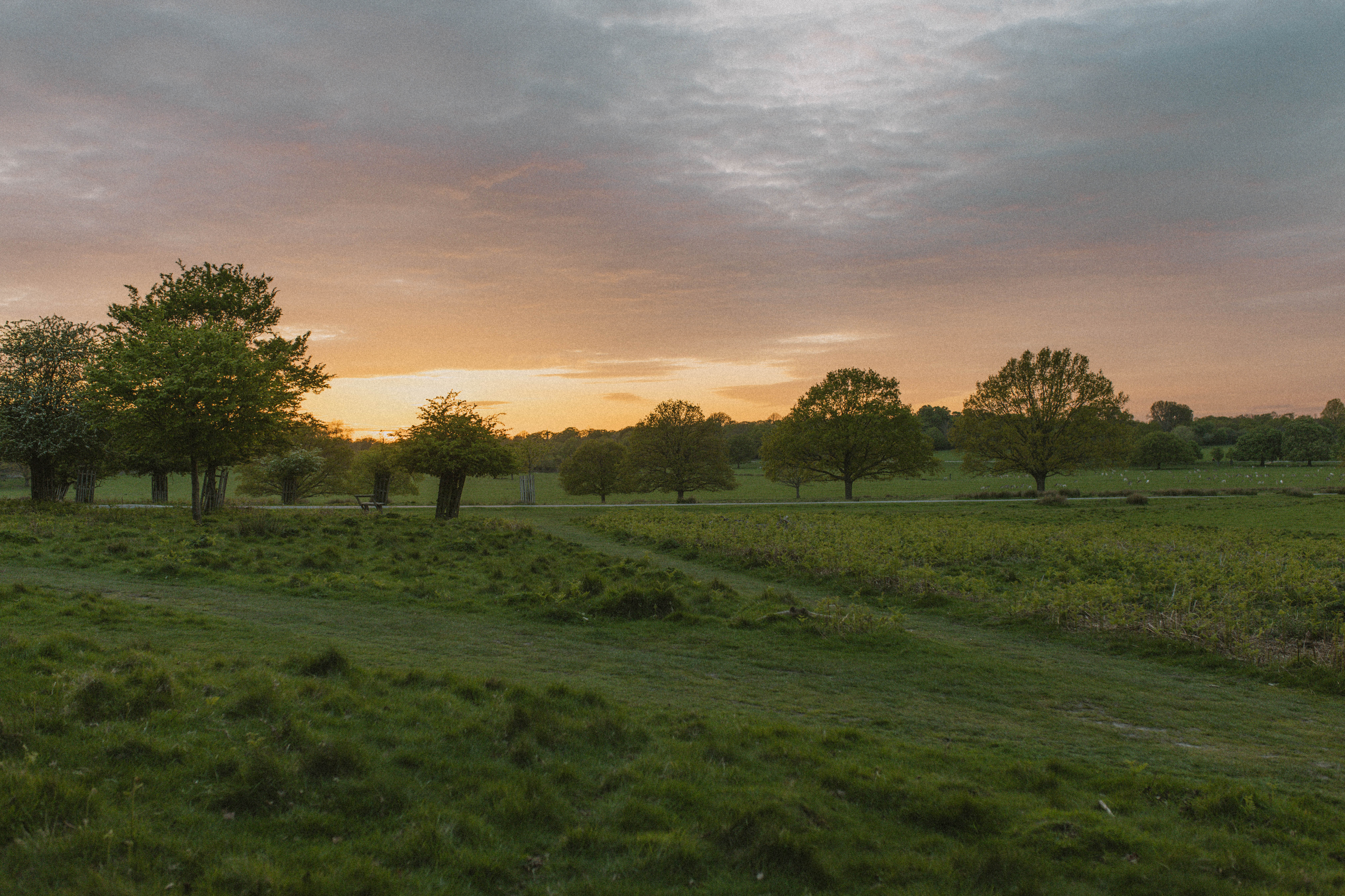 Richmond Park 121
