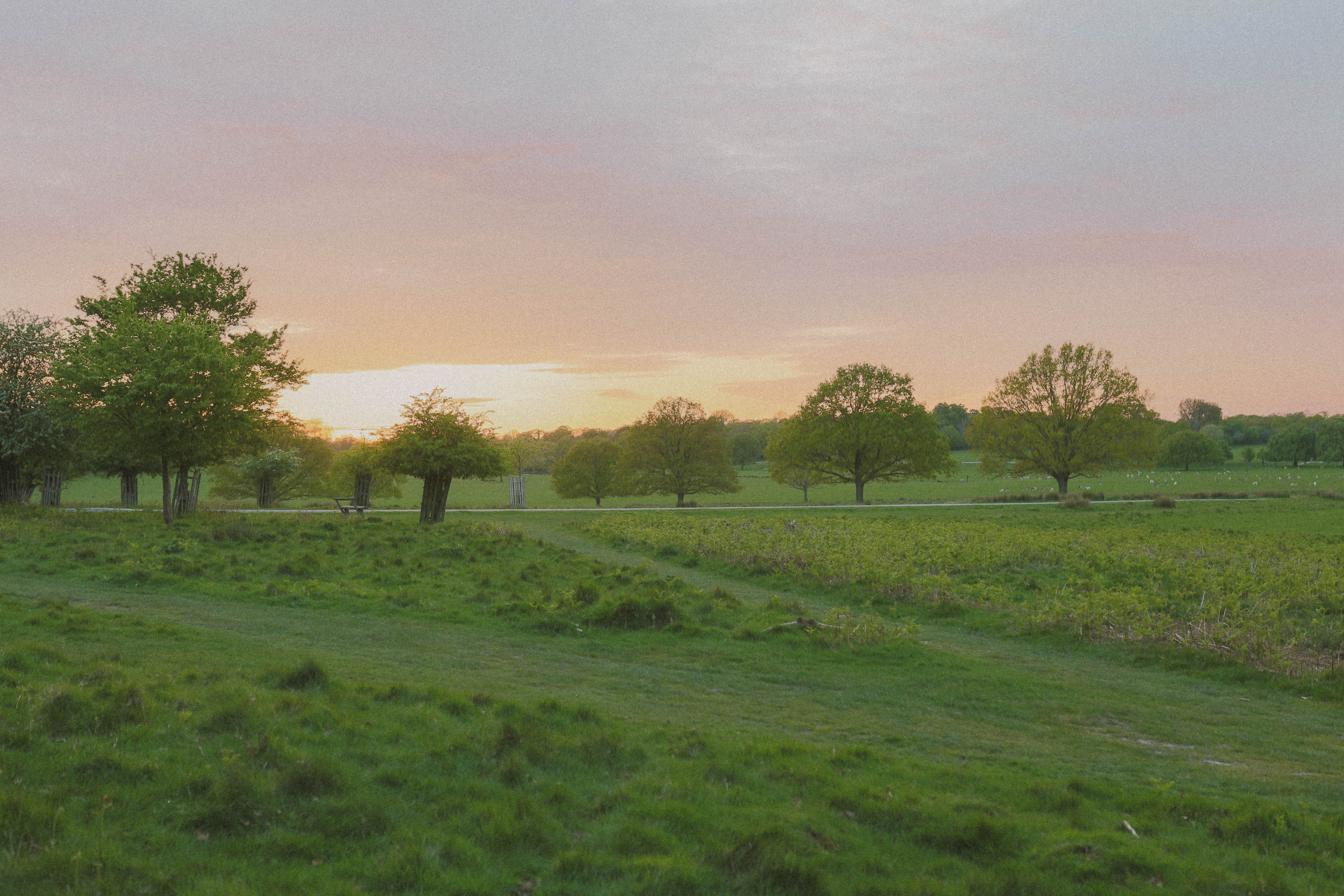 Richmond Park 122