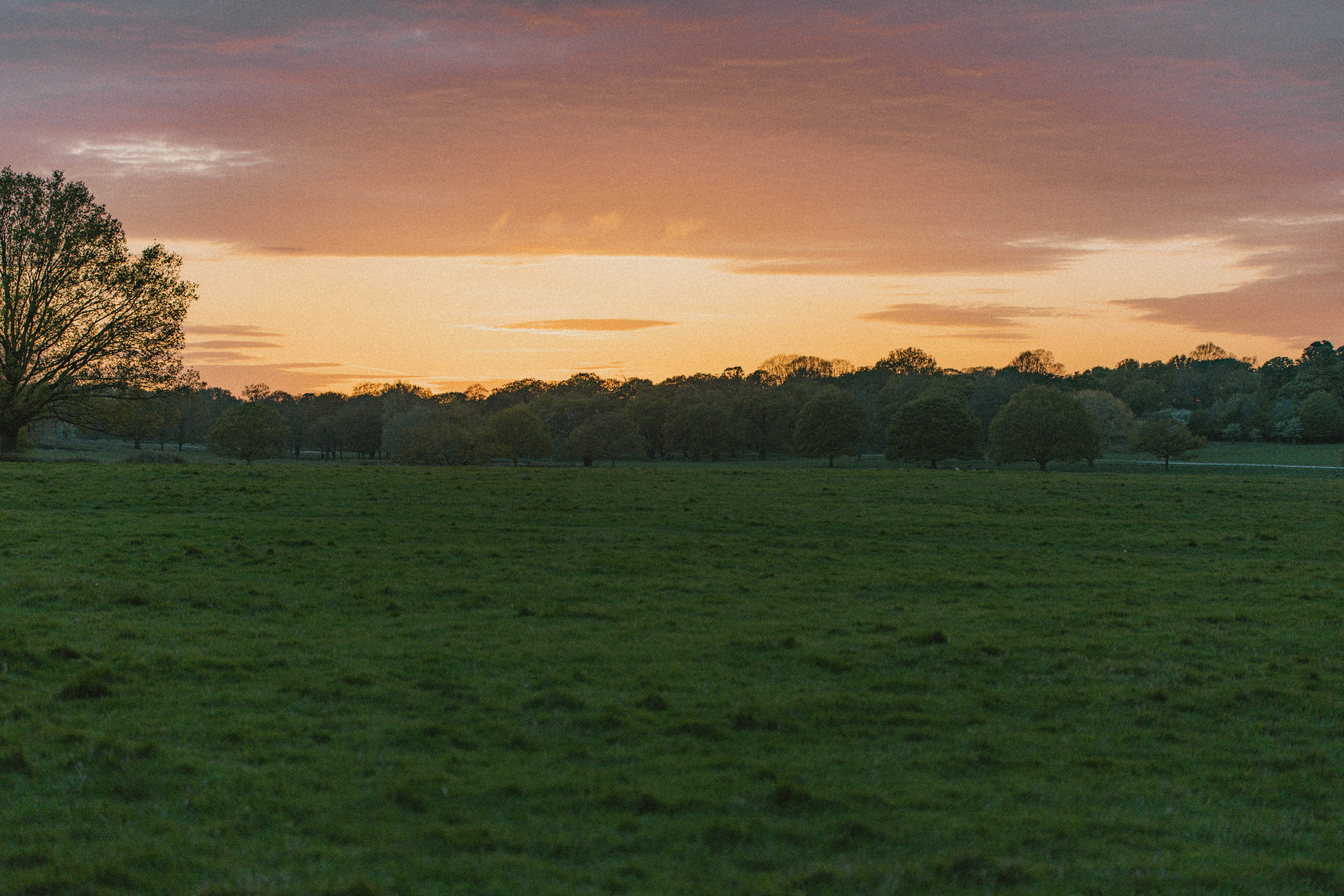 Richmond Park 134