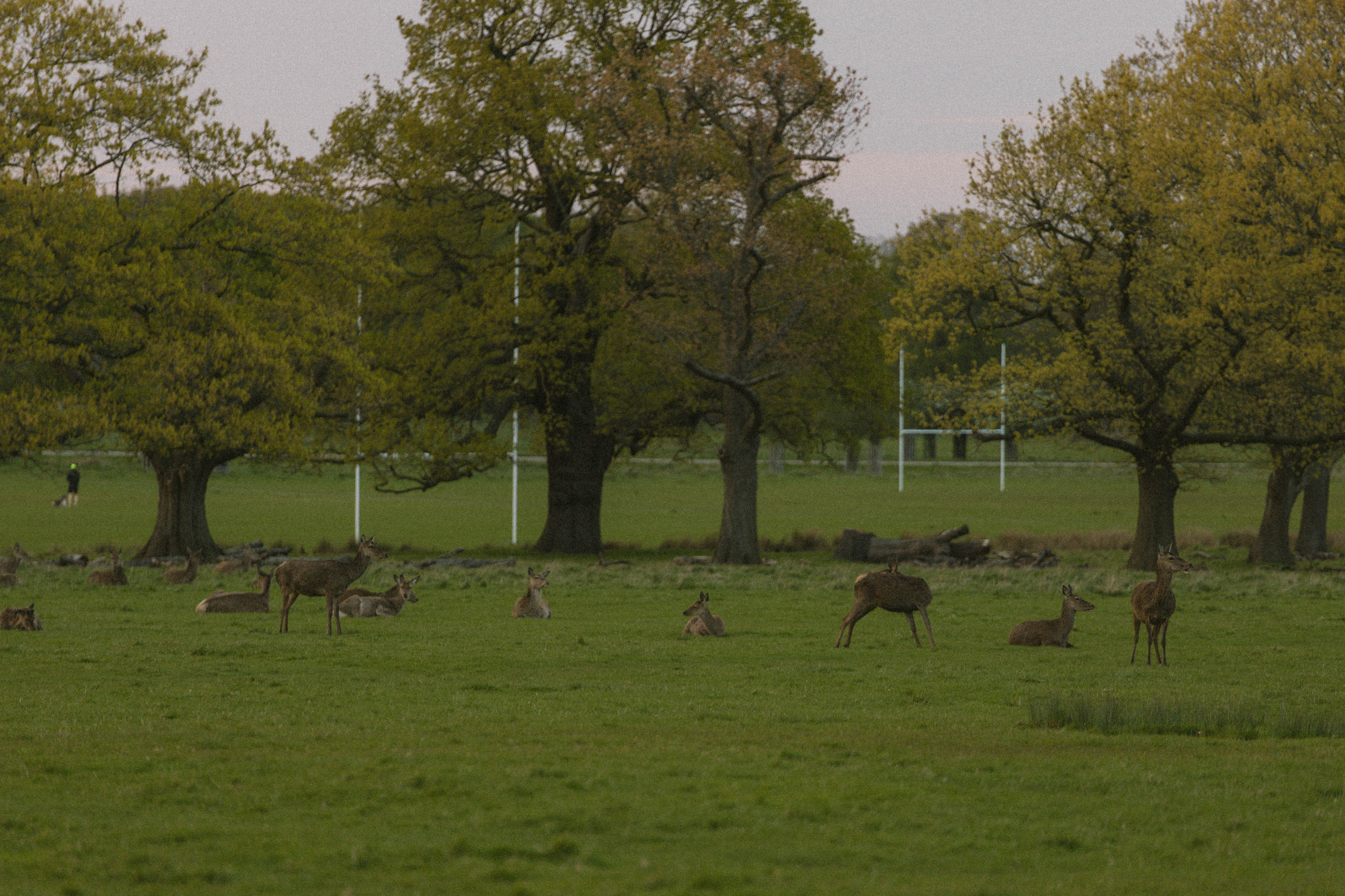 Richmond Park 135