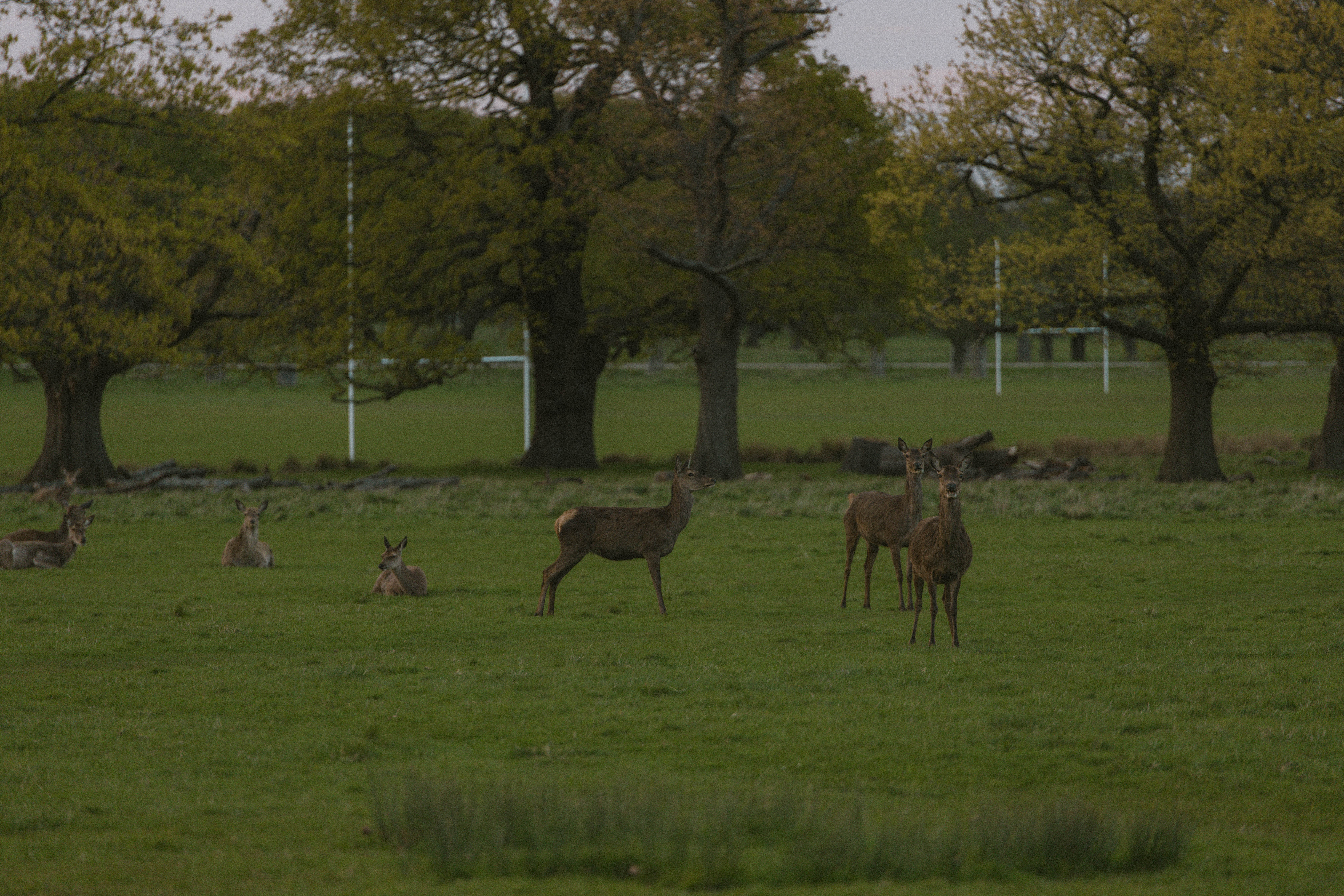 Richmond Park 137