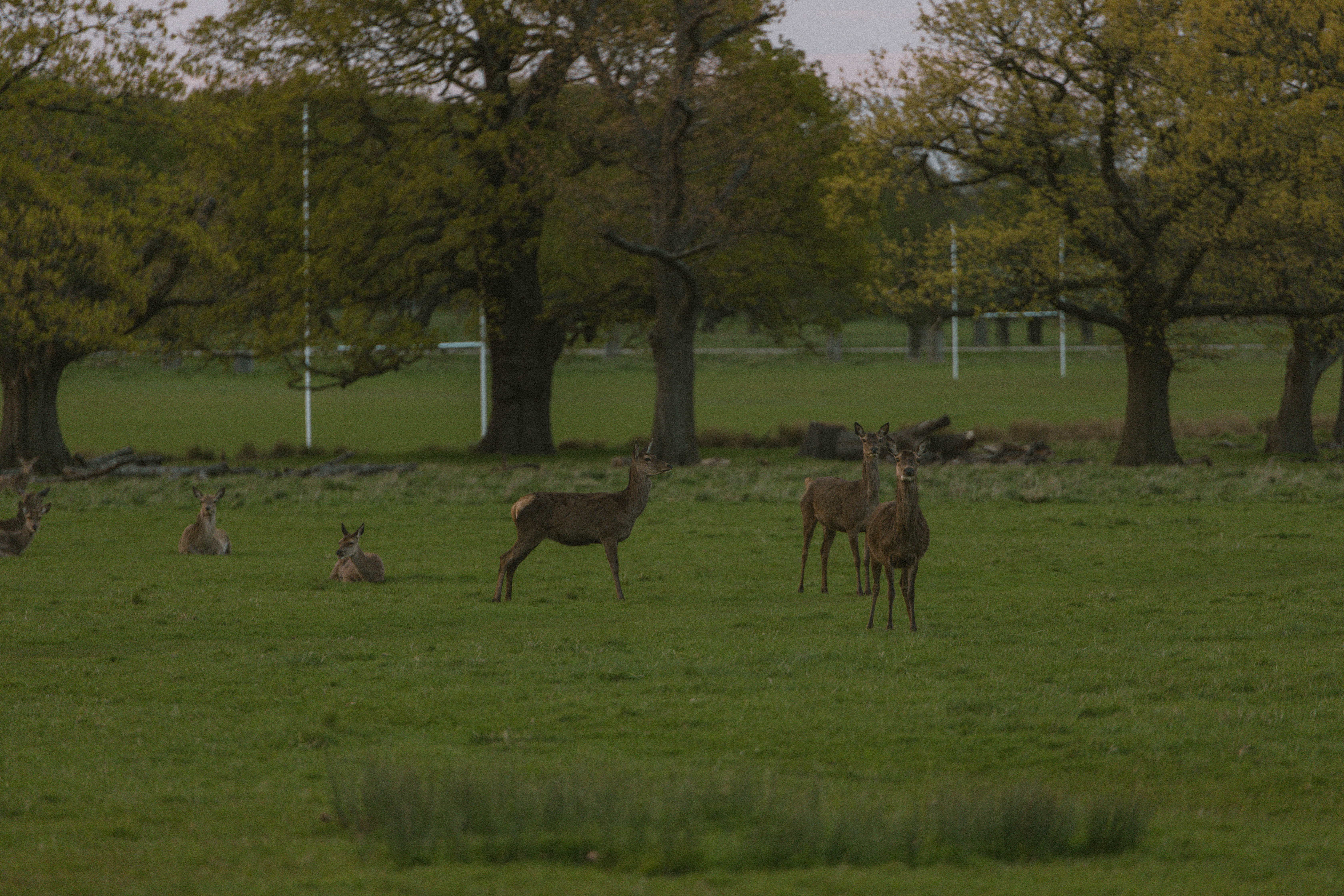 Richmond Park 138