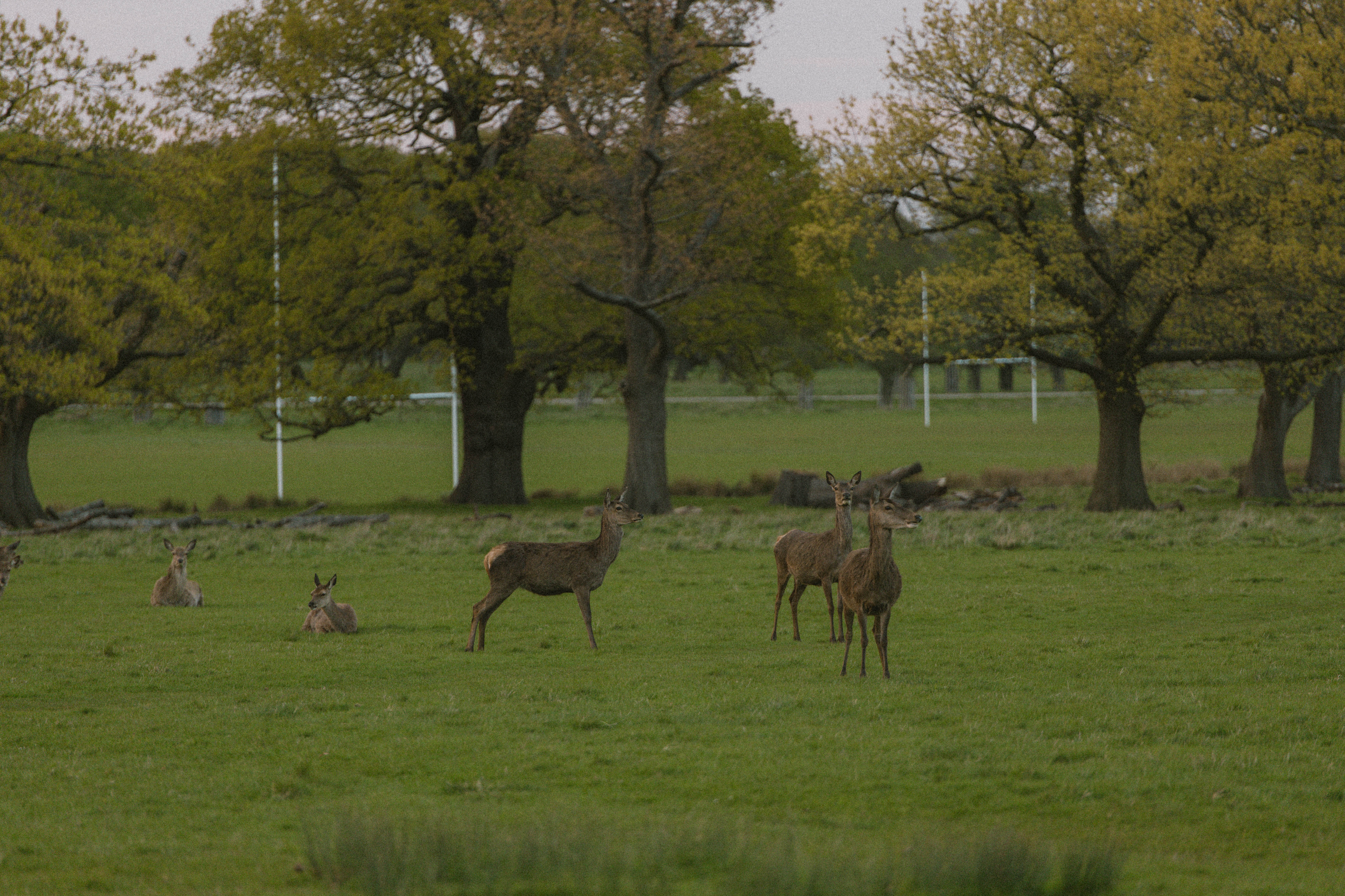 Richmond Park 139