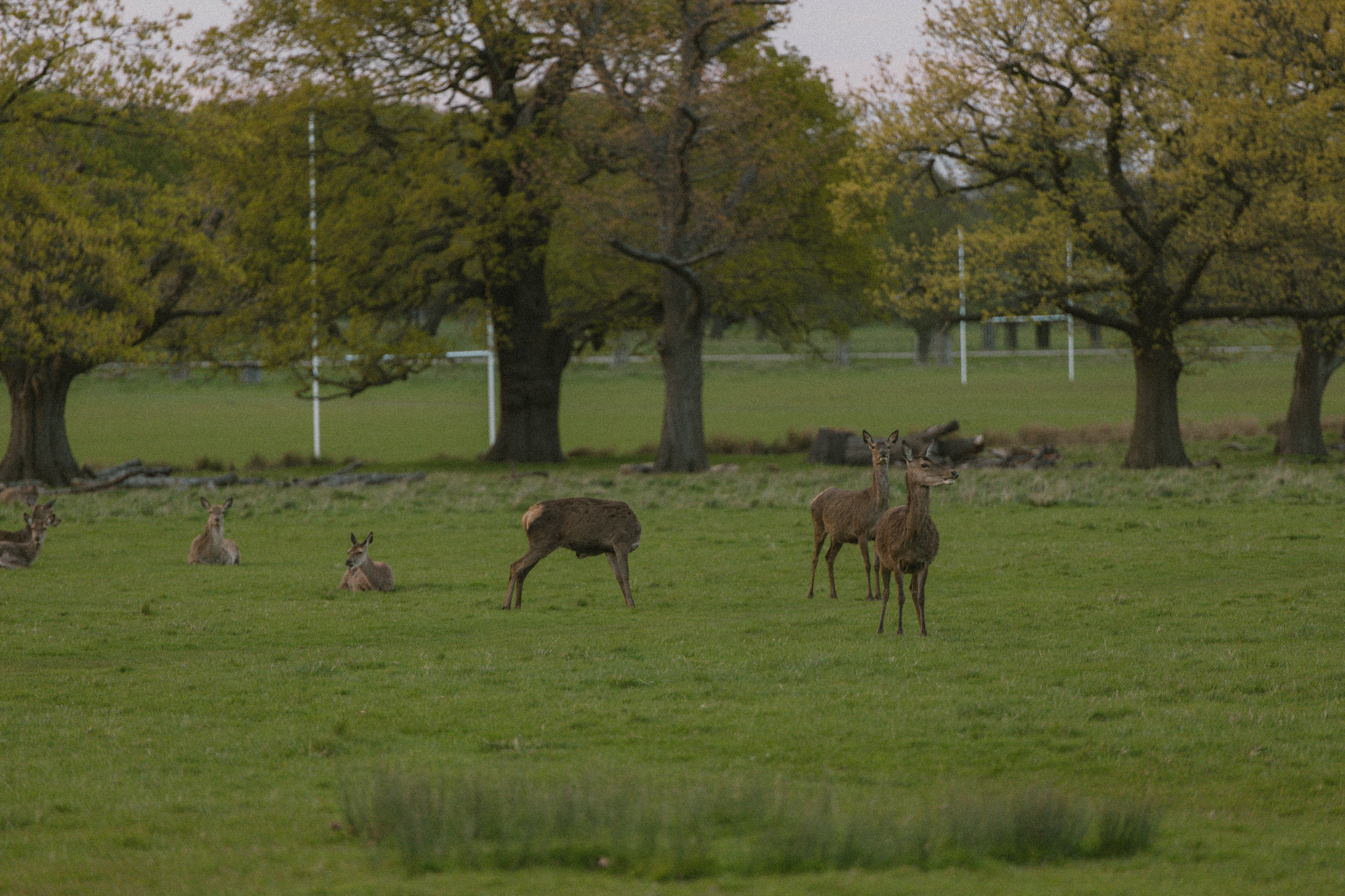 Richmond Park 140