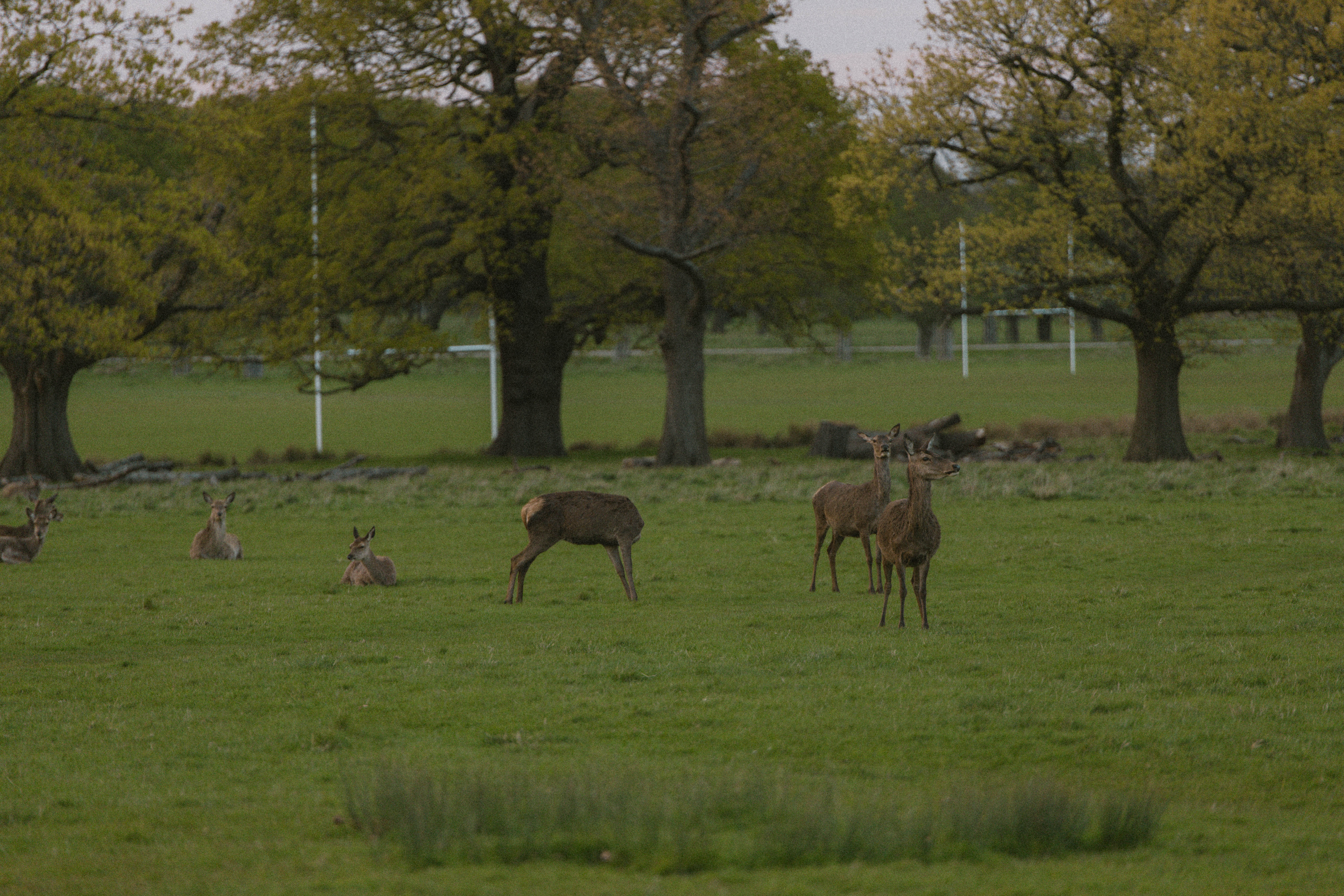 Richmond Park 141
