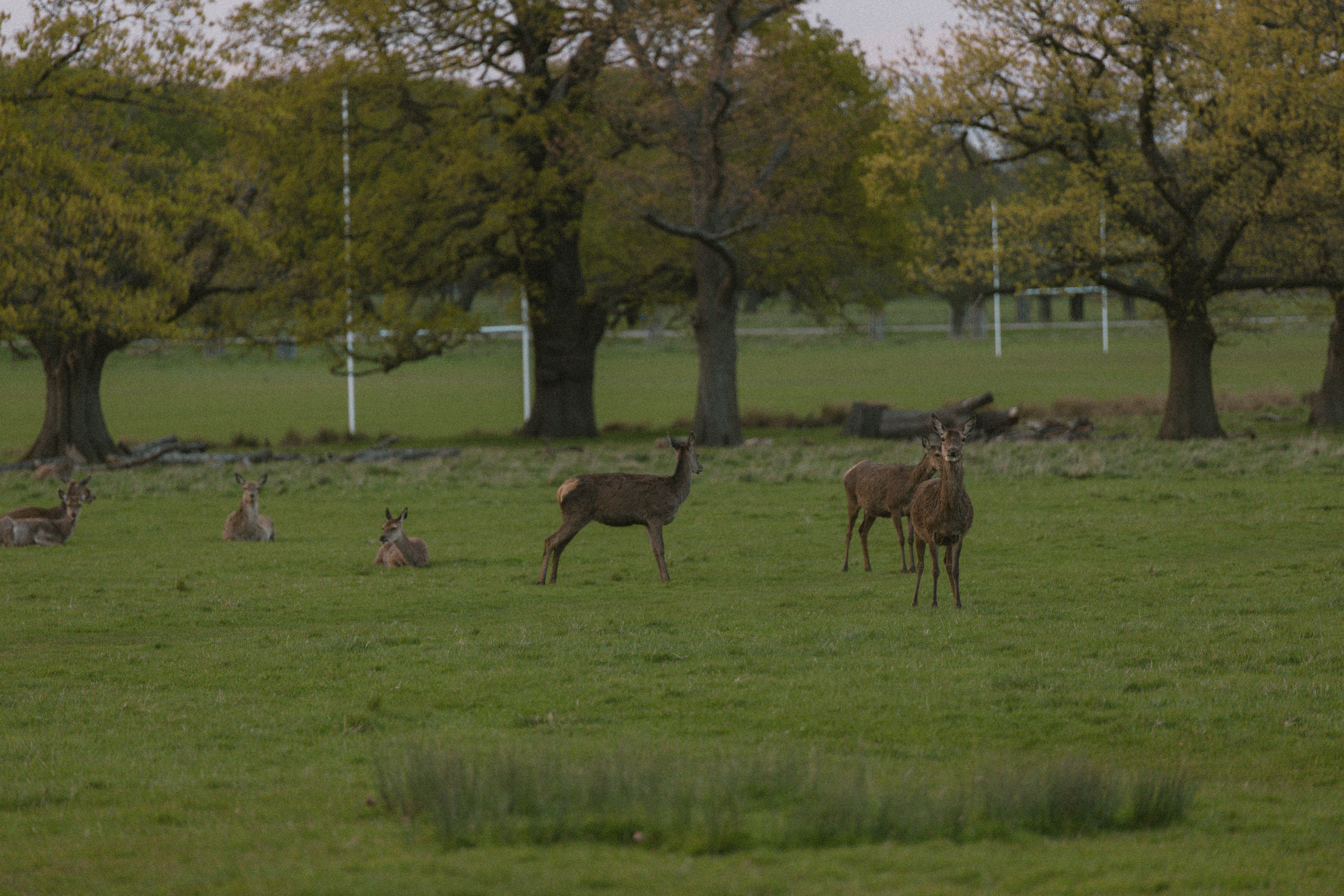 Richmond Park 142