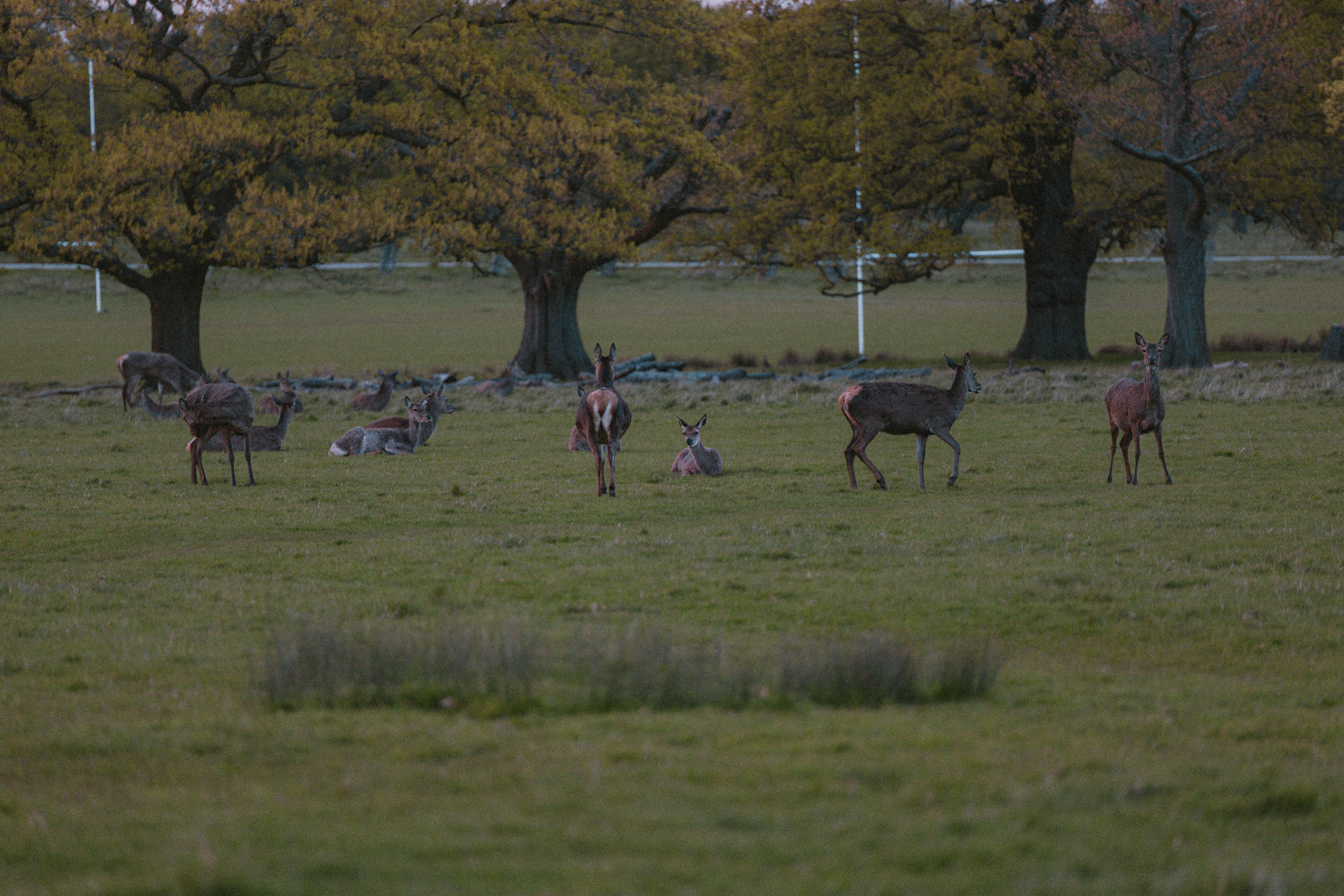 Richmond Park 143