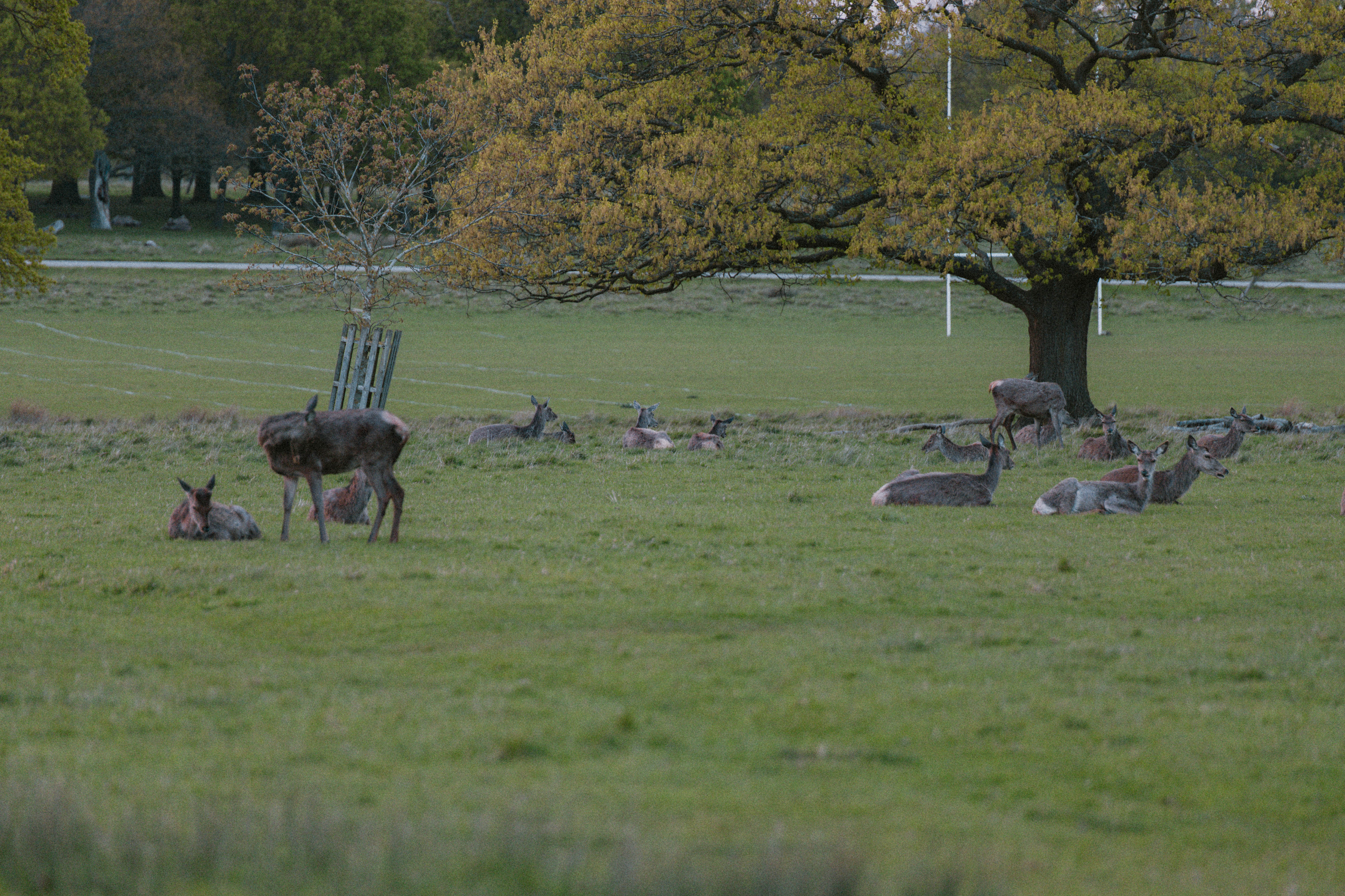 Richmond Park 144