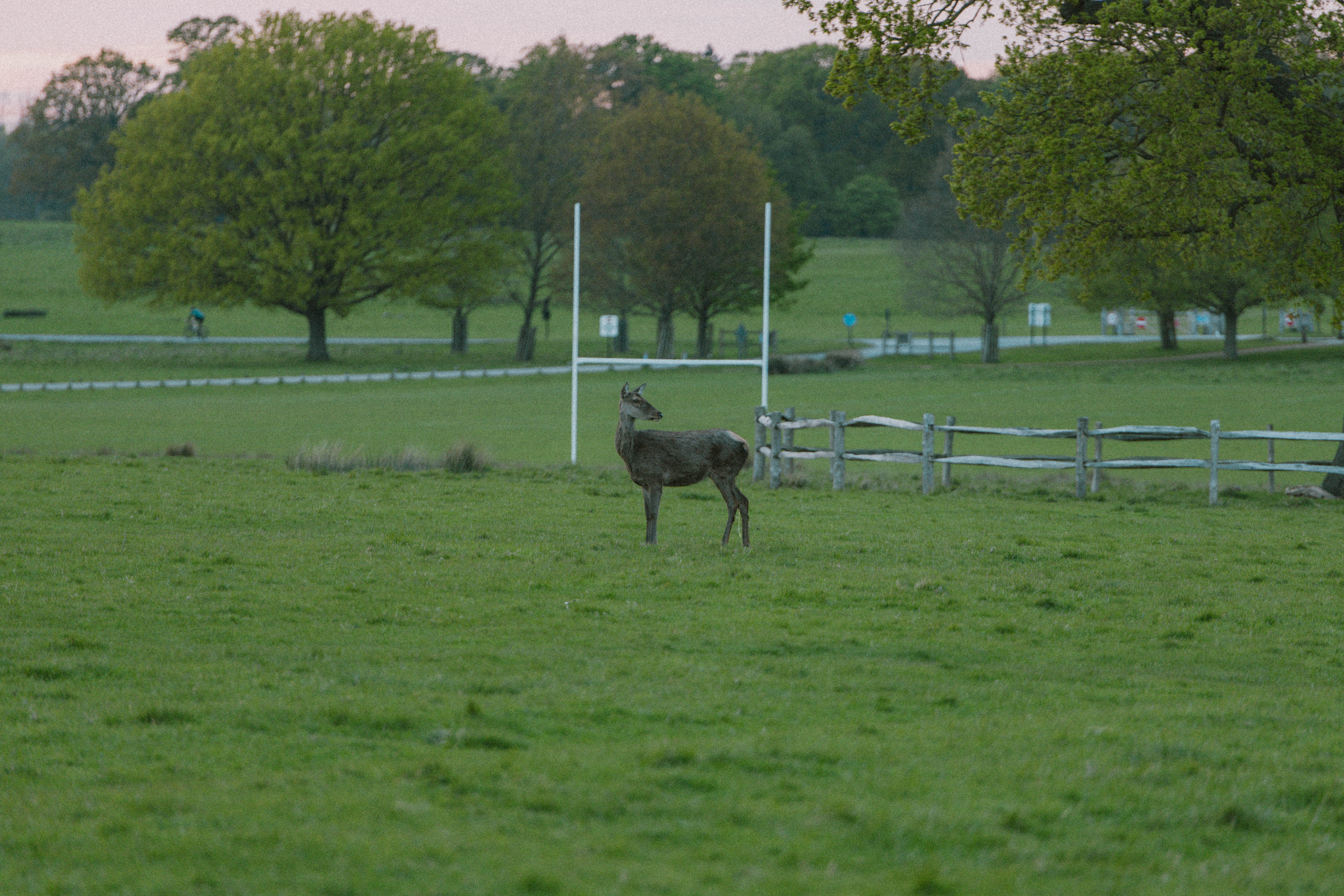 Richmond Park 145